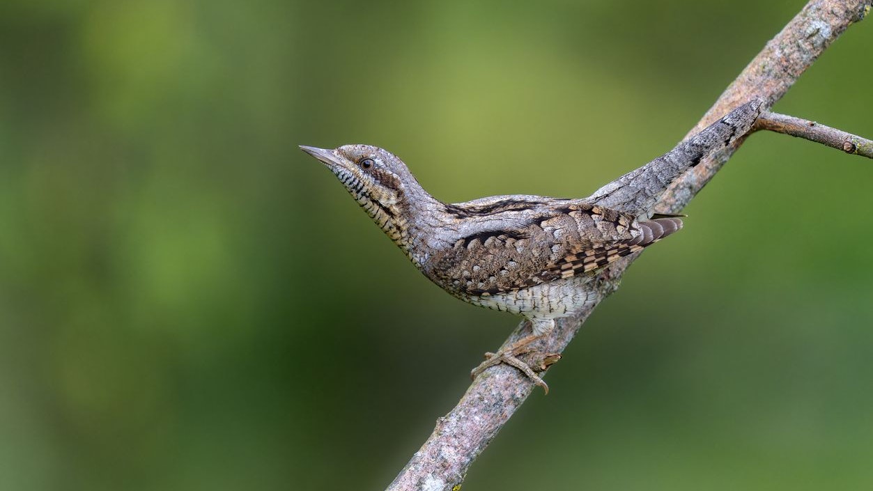 Der "Wendehals" gehört zu den seltensten Spechtarten in Österreich und verbringt den Winter in Afrika. Hättest du ihn gekannt?