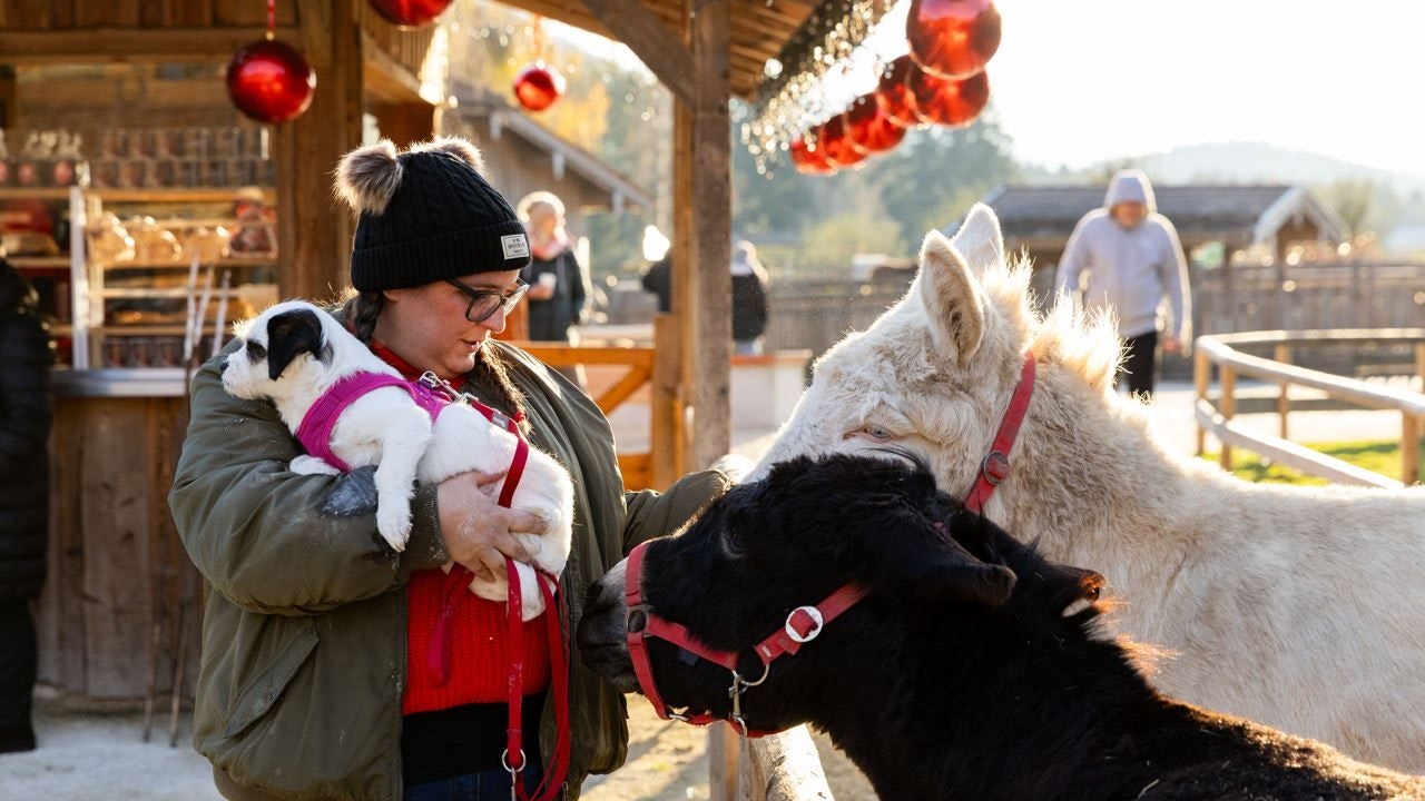 "Streicheln unbedingt erwünscht", freuen sich die frei laufenden Tiere auf die Weihnachtsgäste. 