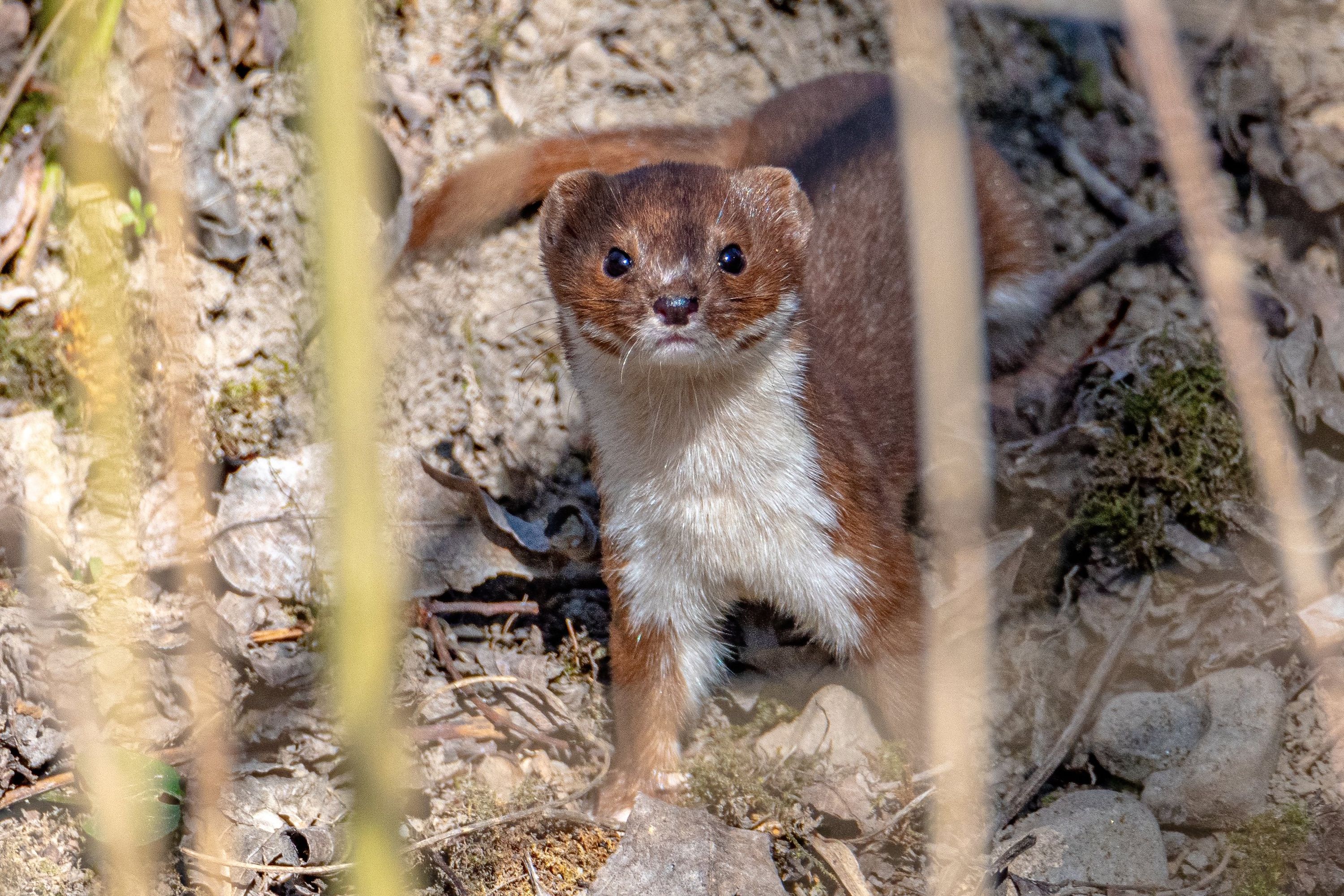 Heute.at - DAS ist unser Tier des Jahres 2026