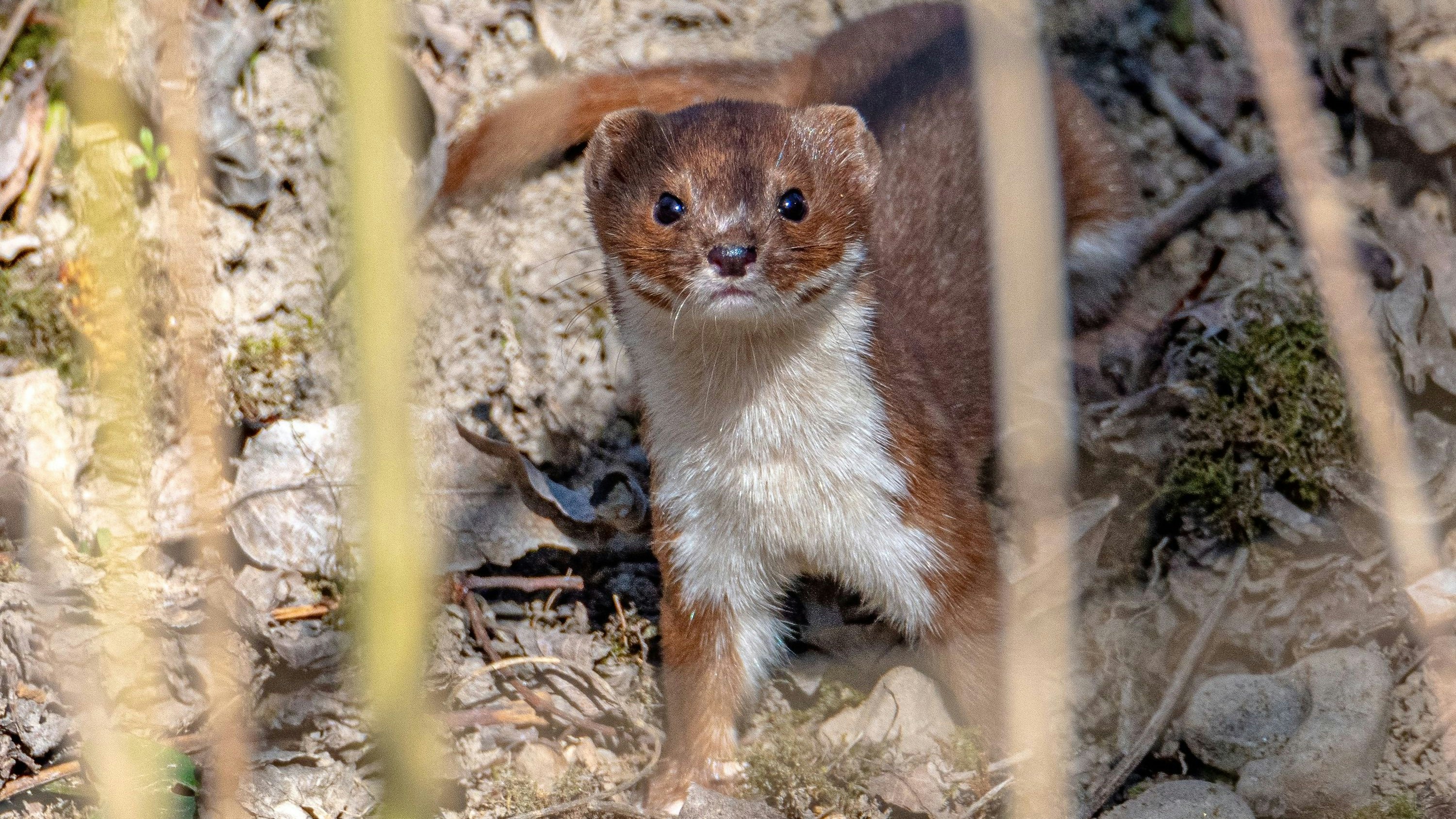 Heute.at - DAS ist unser Tier des Jahres 2026