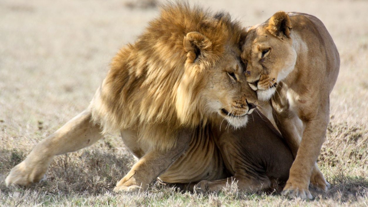Heute.at - Zoo geschlossen! Werden die letzten Löwen getötet?