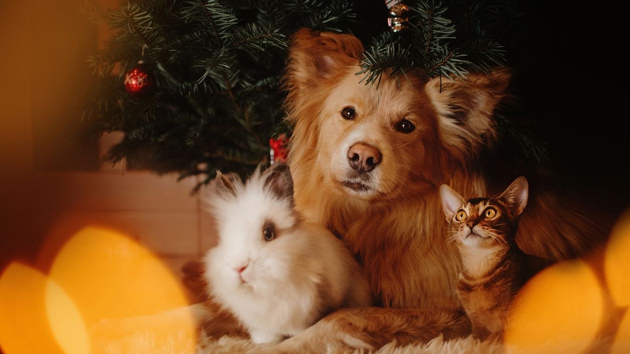 Heute.at - So machst du zu Weihnachten bedürftige Tiere glücklich