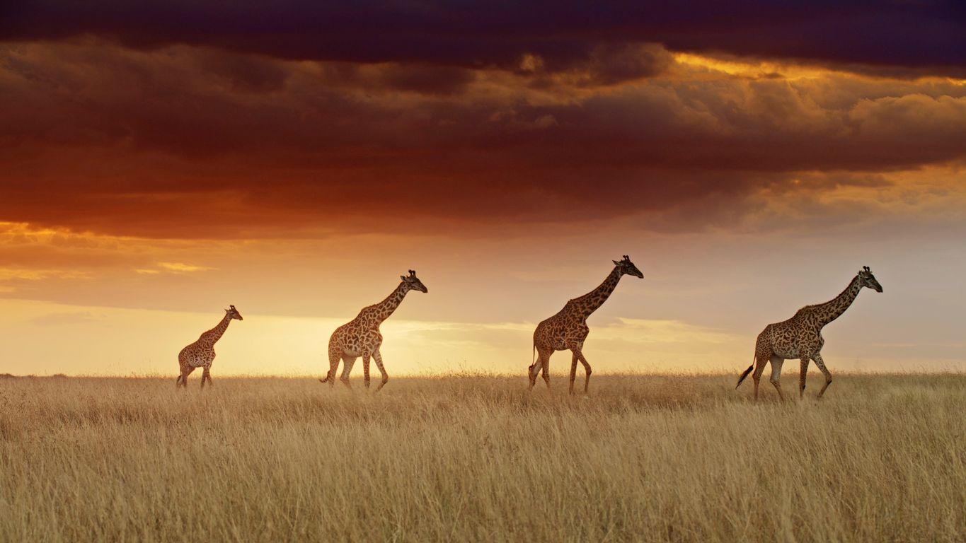 Gewusst? Obwohl ihr Hals extrem lang ist, haben Giraffen nur sieben Halswirbel - genau wie wir. 