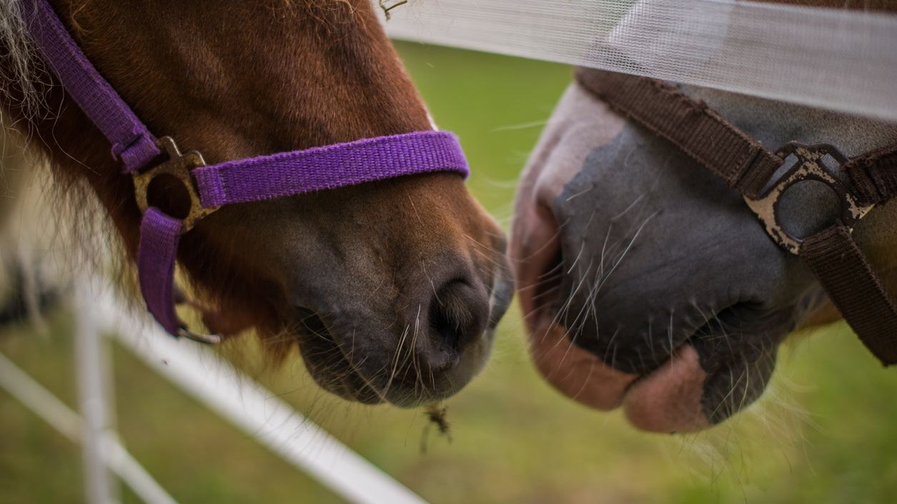 Heute.at - Pferd auf Koppel verendet - wurde es vergiftet?