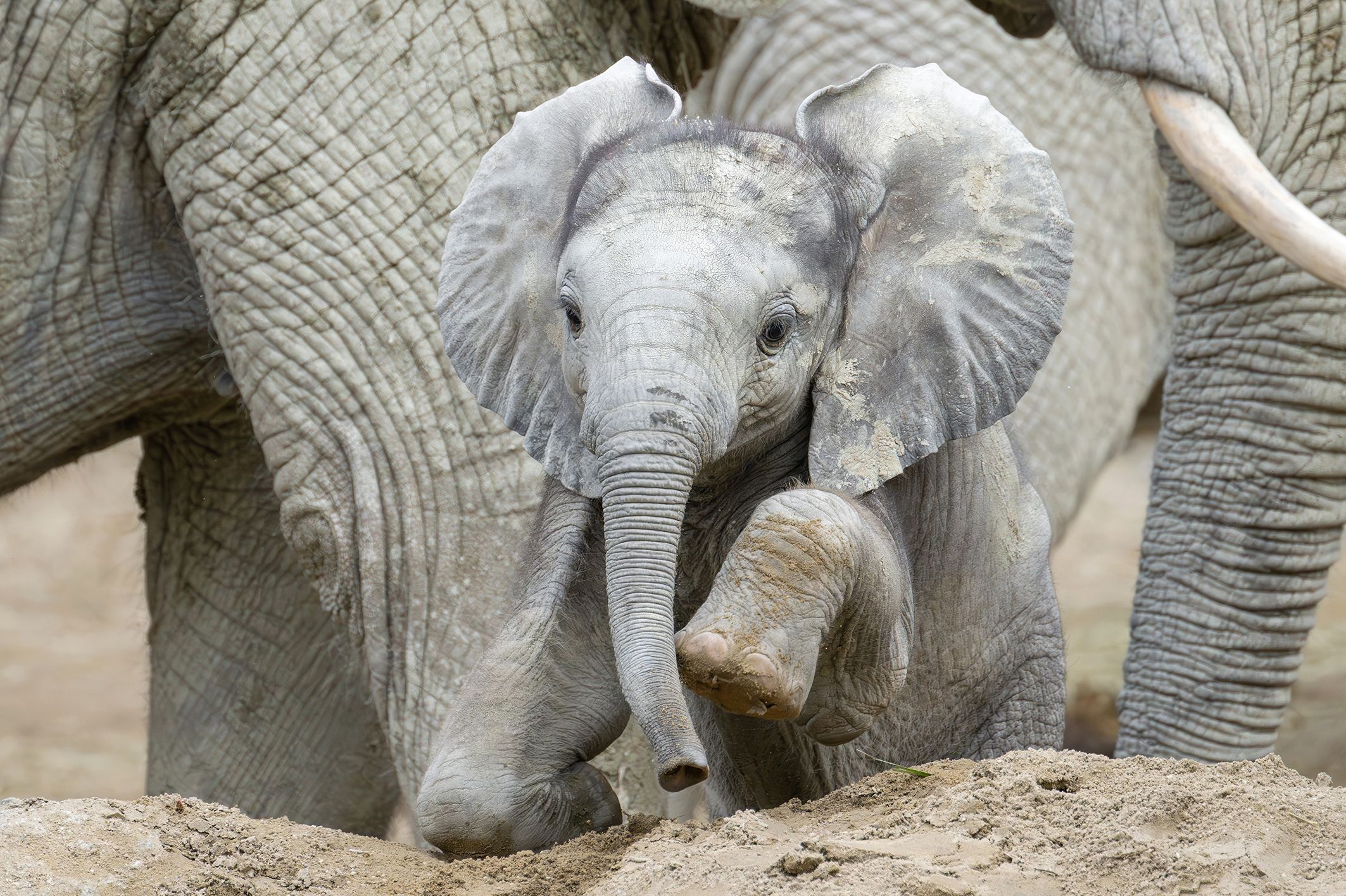 Heute.at - Wirklich ALLE haben das Elefantenbaby in Wien lieb