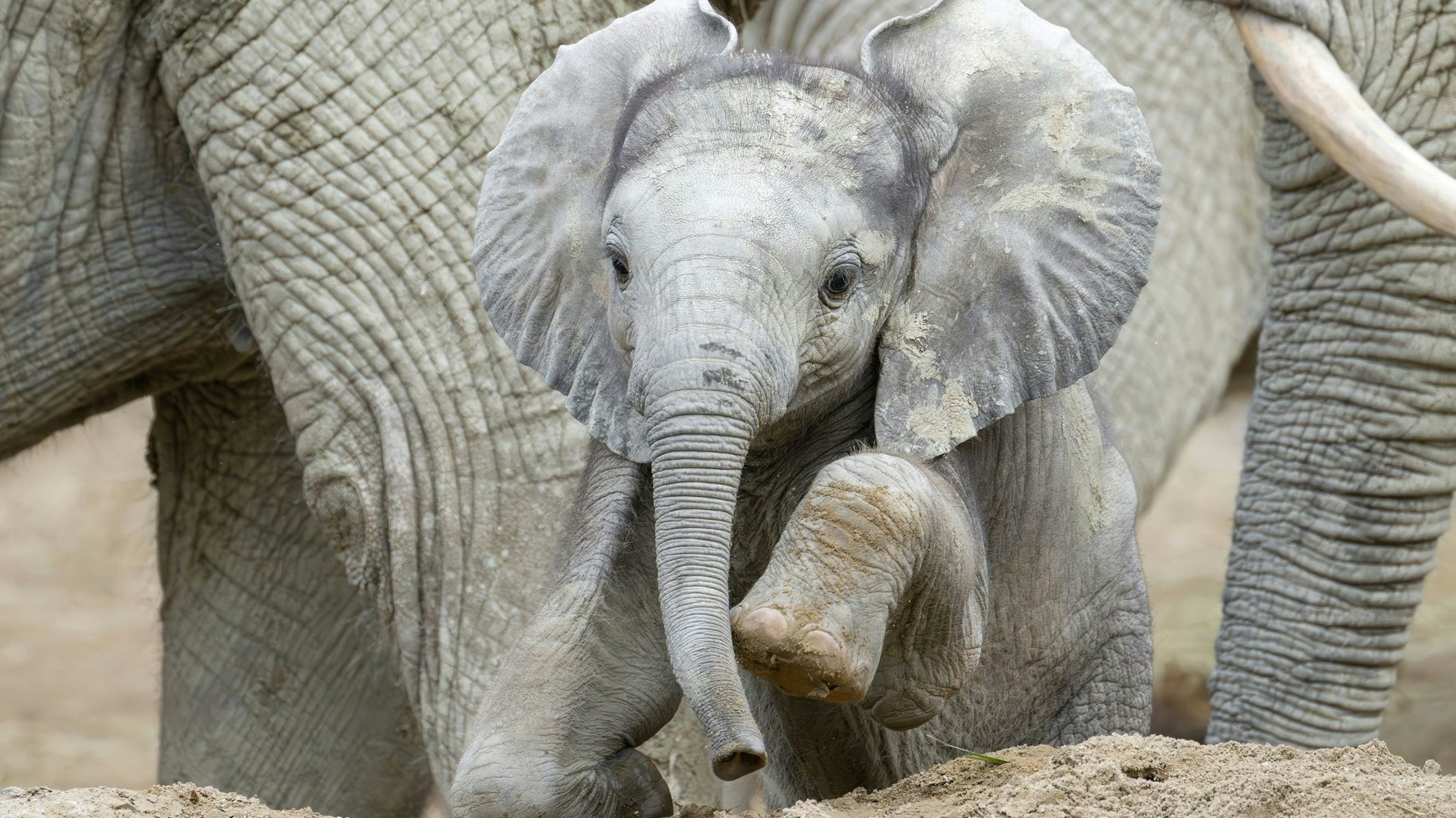 Heute.at - Wirklich ALLE haben das Elefantenbaby in Wien lieb