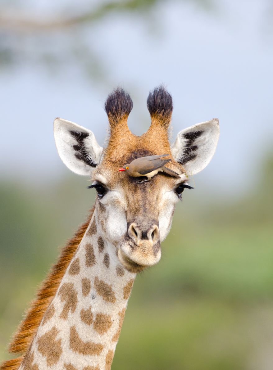 Heute.at - Warnung! Wenn Vögel pfeifen, rennen Giraffen los