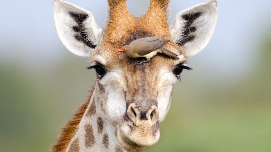 Heute.at - Warnung! Wenn Vögel pfeifen, rennen Giraffen los