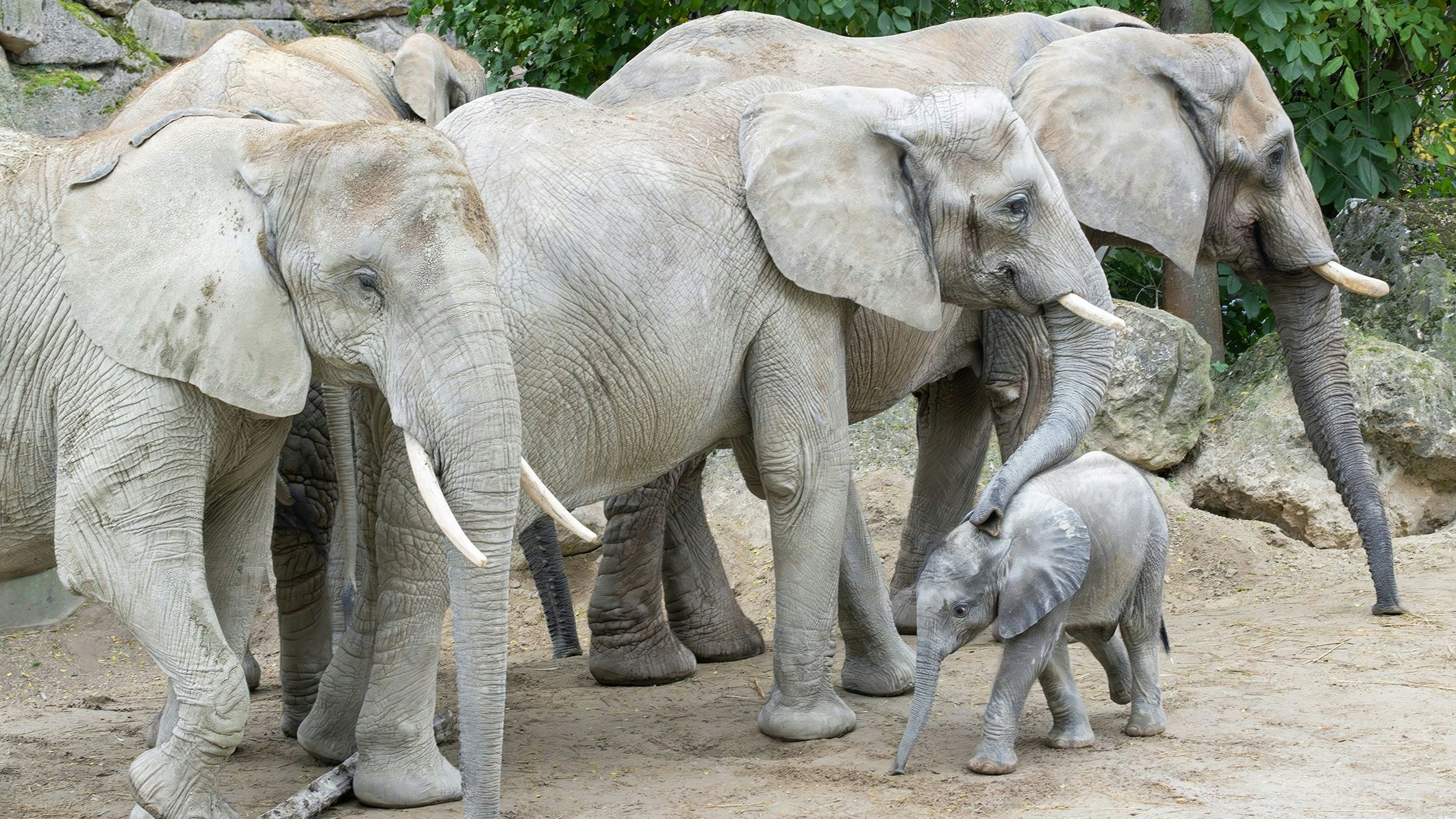Der kleine Kerl ist neugierig, verspielt und liebt seine Tanten und Onkel. 