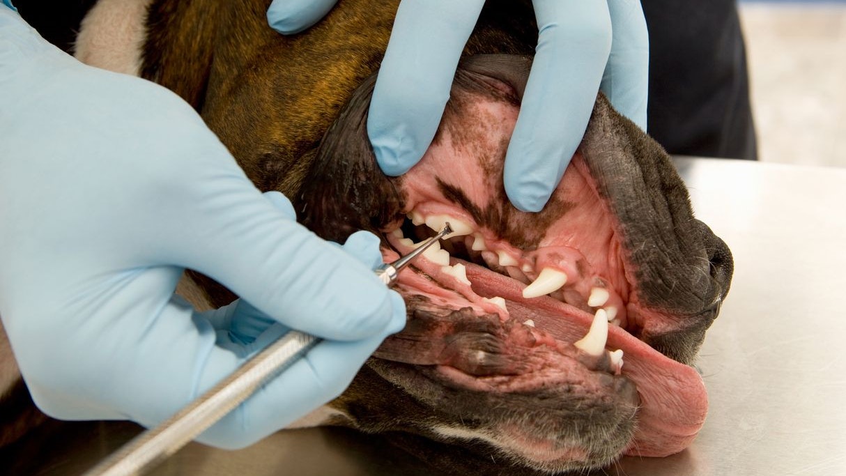 Heute.at - Achtung! Diese Behandlung darf nur der Tierarzt machen