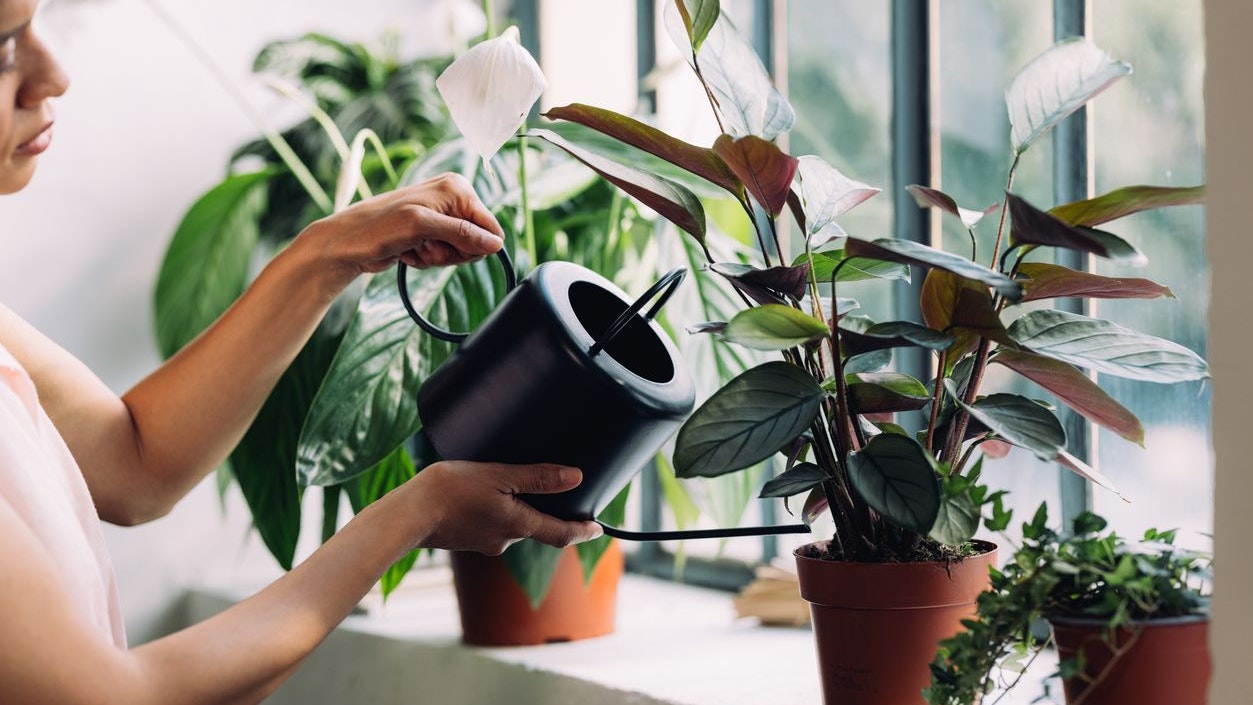 Unrecognizable African American female florist watering plants in her flower shop (Horizontal)