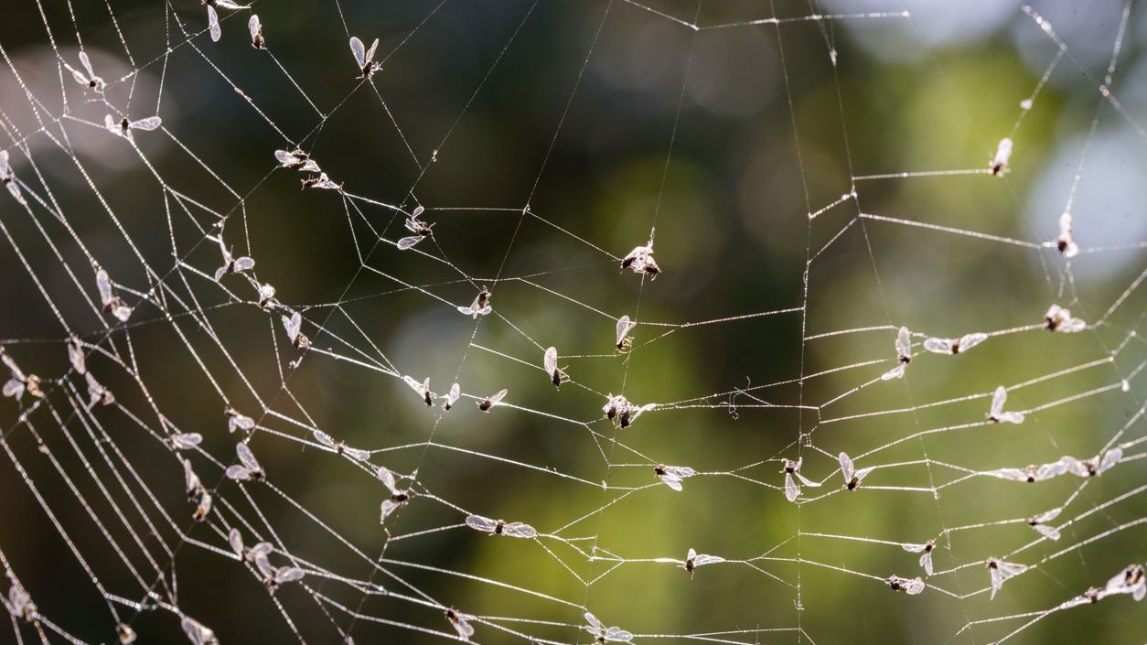 Heute.at - Riesiges Spinnennetz in Schwefel-Höhle ist ein Wunder