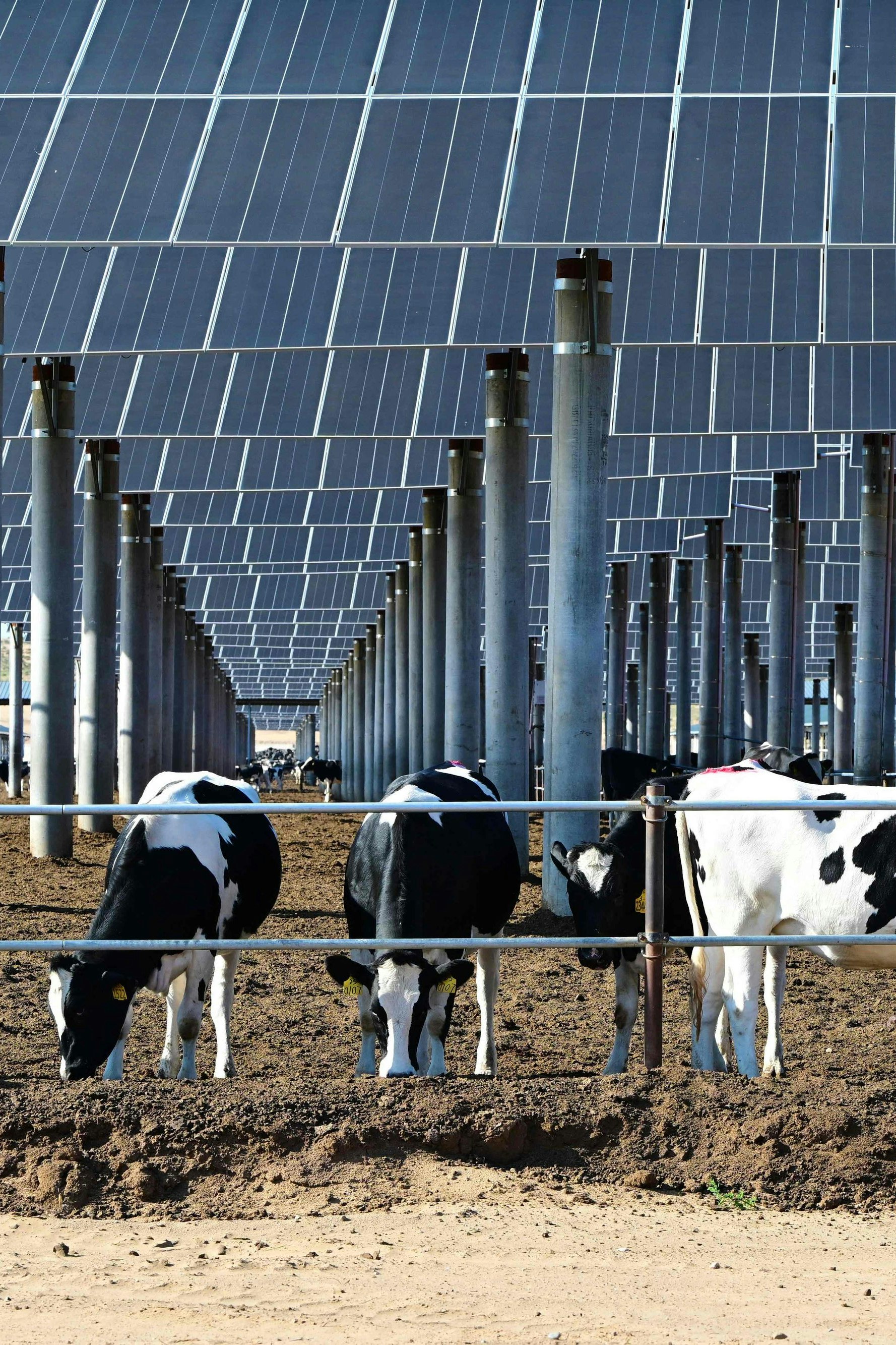 Die Nutzung von Solarenergie wie hier auf einer Kuhfarm ist in China Alltag