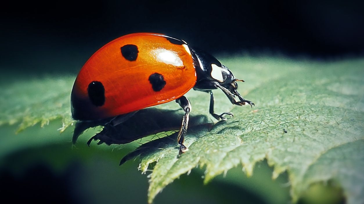 Heute.at - Marienkäfer suchen Winterquartier – so kannst du helfen