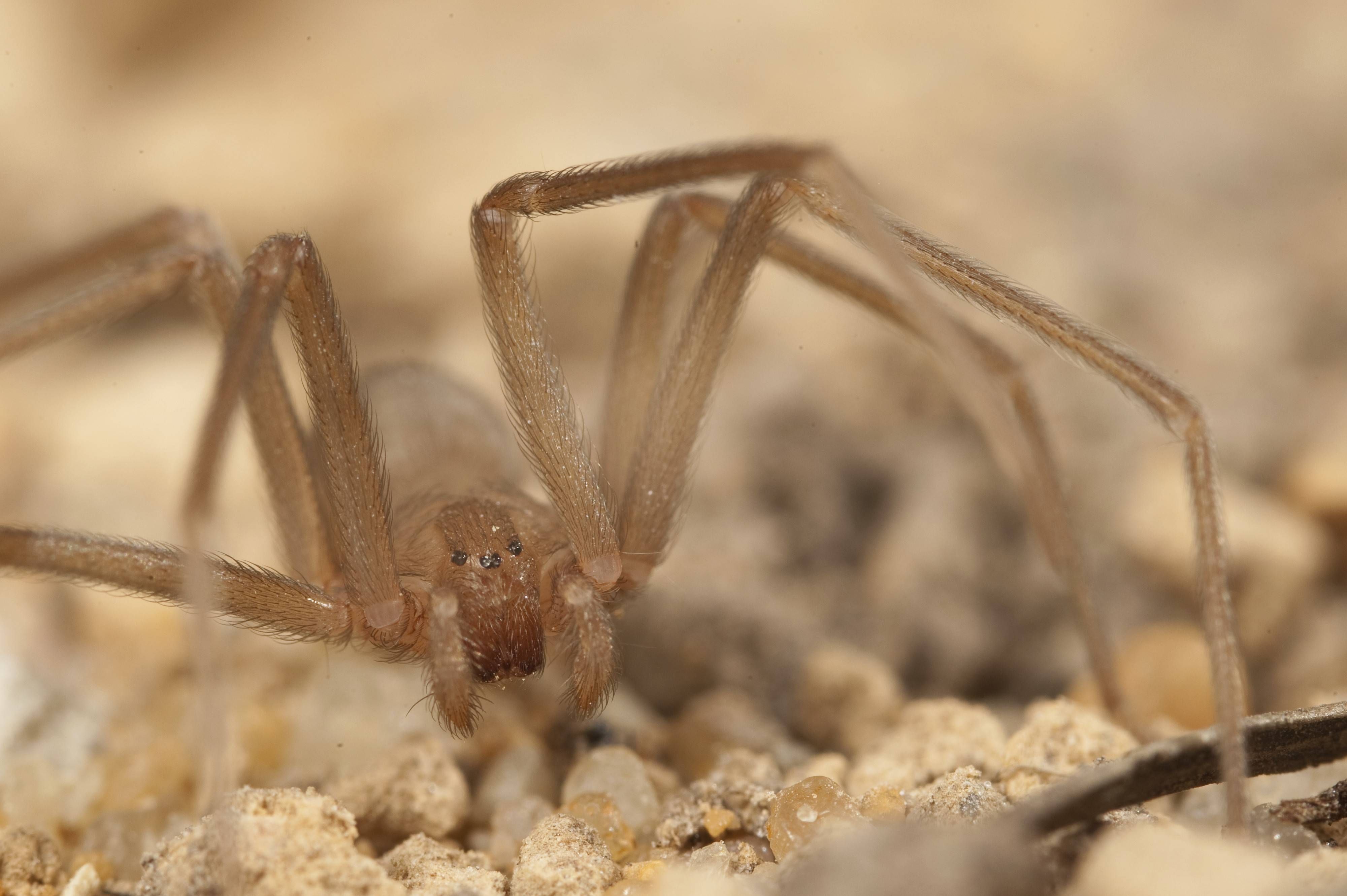 Der Biss dieser Spinne kann auch zum Tod führen.