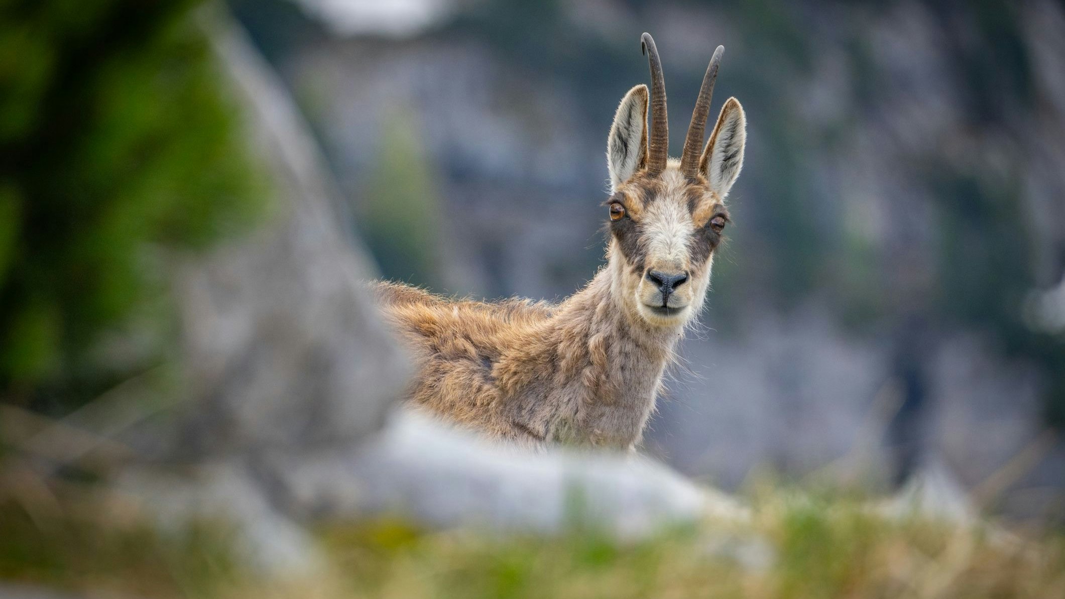 Die tun nur so unschuldig: eine Gämse, der Endgegner für einen Kaiserenkel
