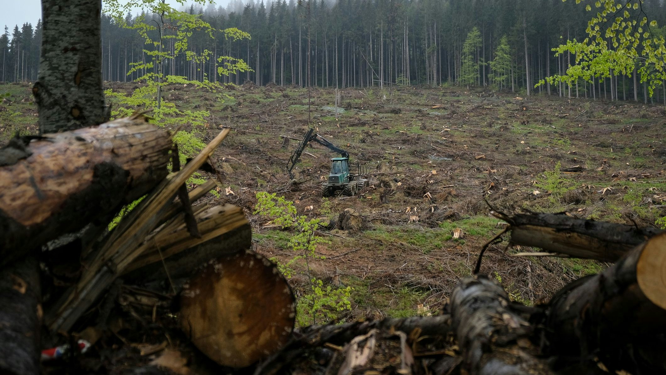 Heute.at - Urwald-Rodung in EU: Kritik an Umweltminister Totschnig