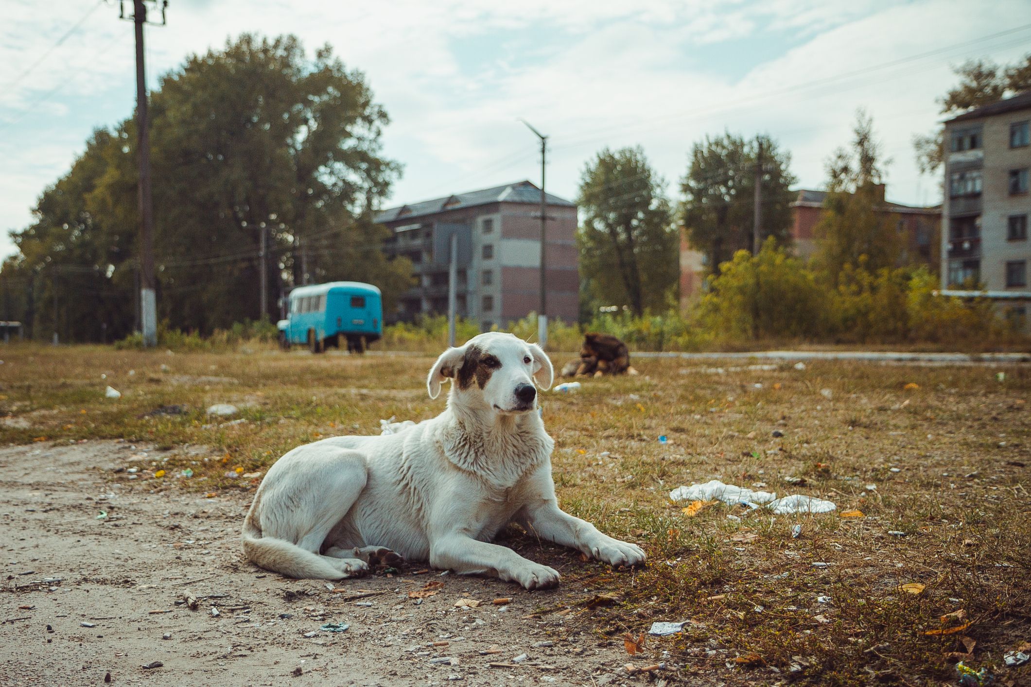 Heute.at - DAS steckt tatsächlich hinter den blauen Hunden