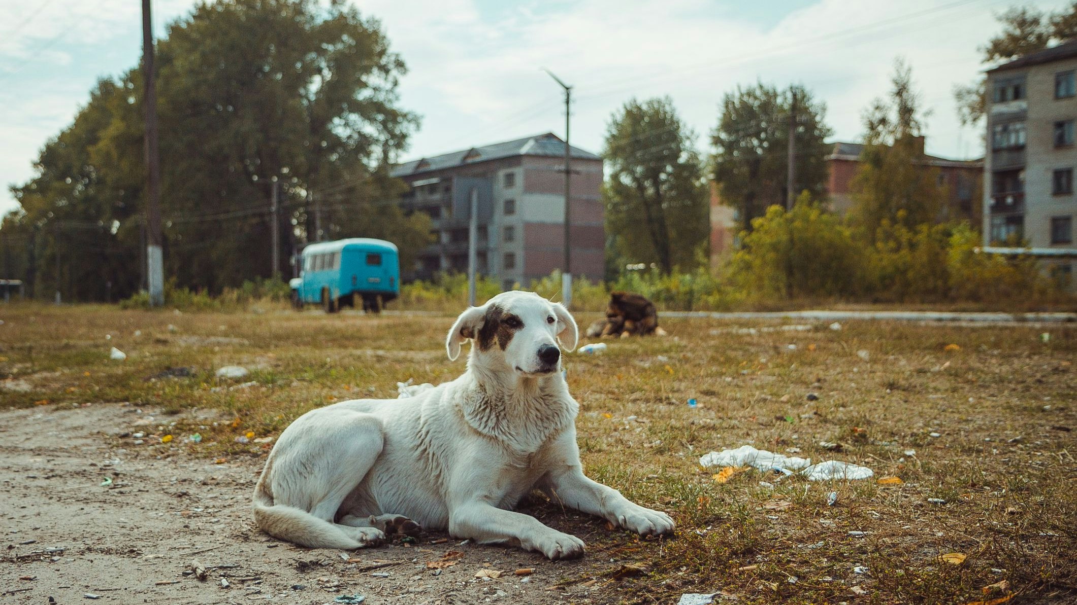 Heute.at - DAS steckt tatsächlich hinter den blauen Hunden