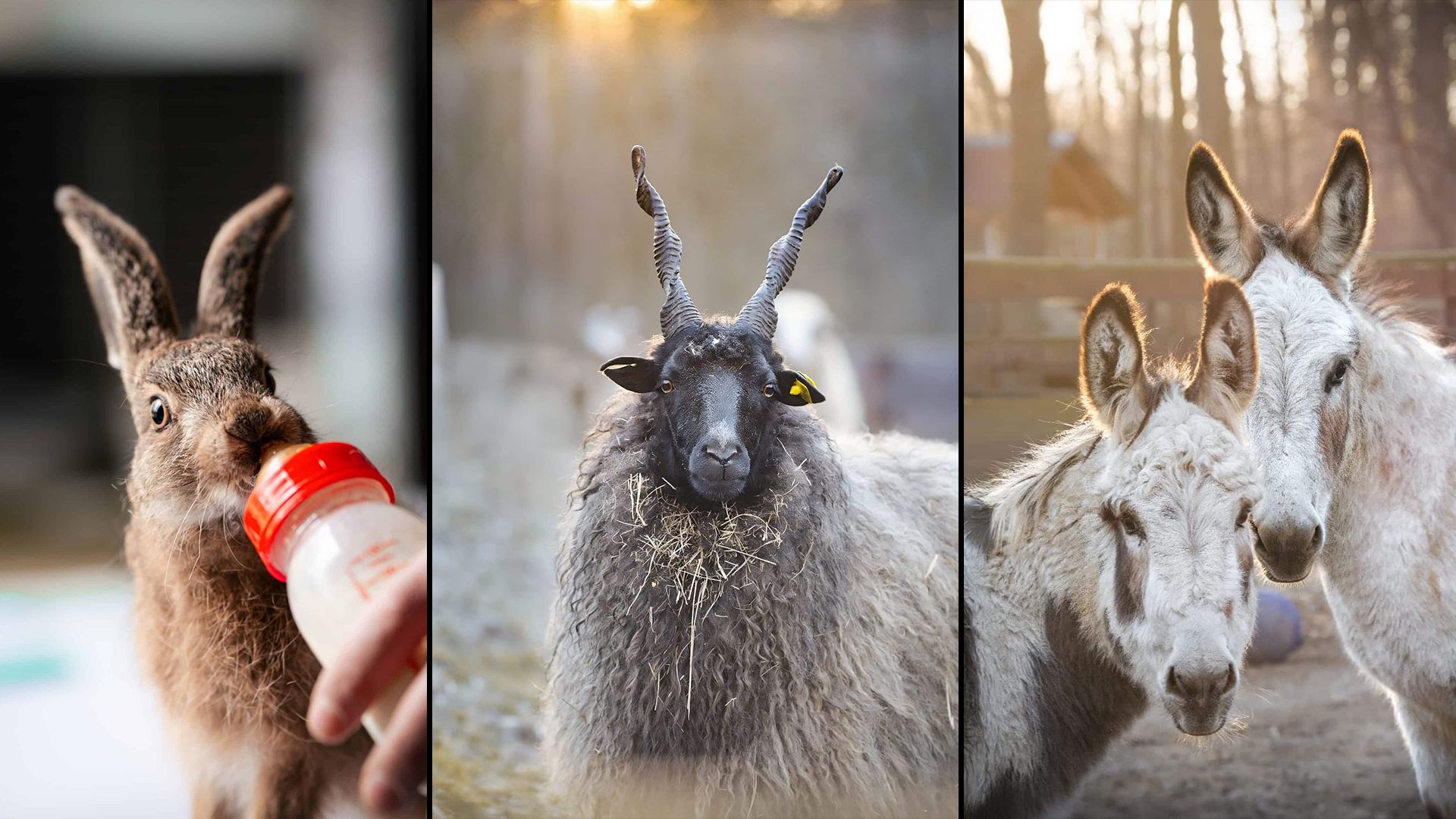 Viele Haus- und Wildtiere leben am Assisi-Hof ein artgerechtes und geschütztes Leben. 