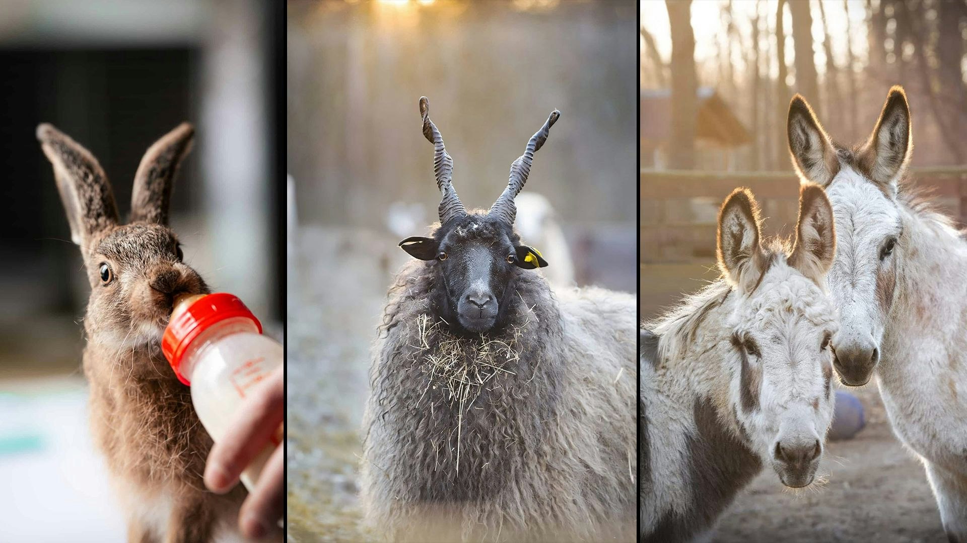 Heute.at - Vorweihnachtszeit darf auch ziemlich pelzig werden