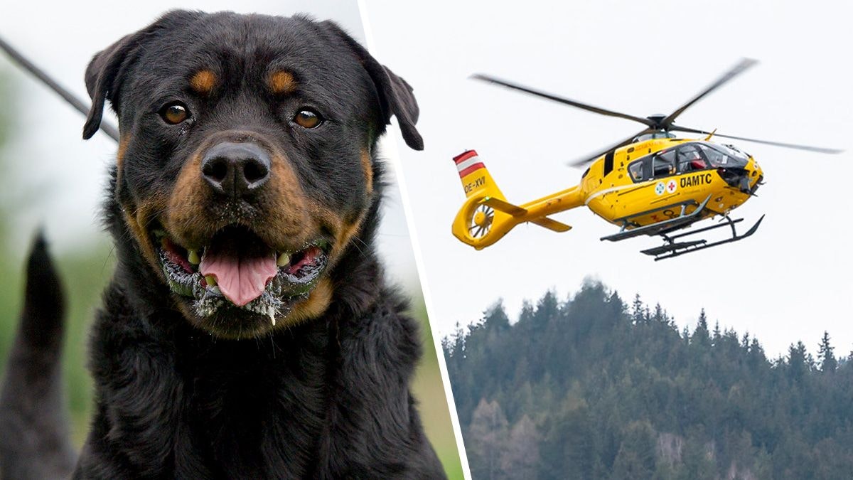 Heute.at - Hund beißt plötzlich Baby – mit Rettungsheli ins Spital