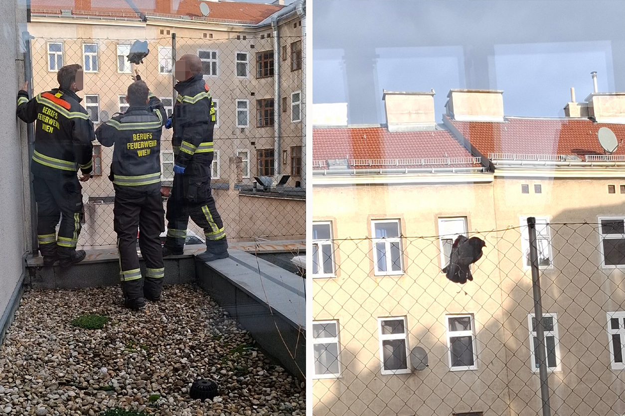 Die Einsatzkräfte befreiten die Taube sofort.