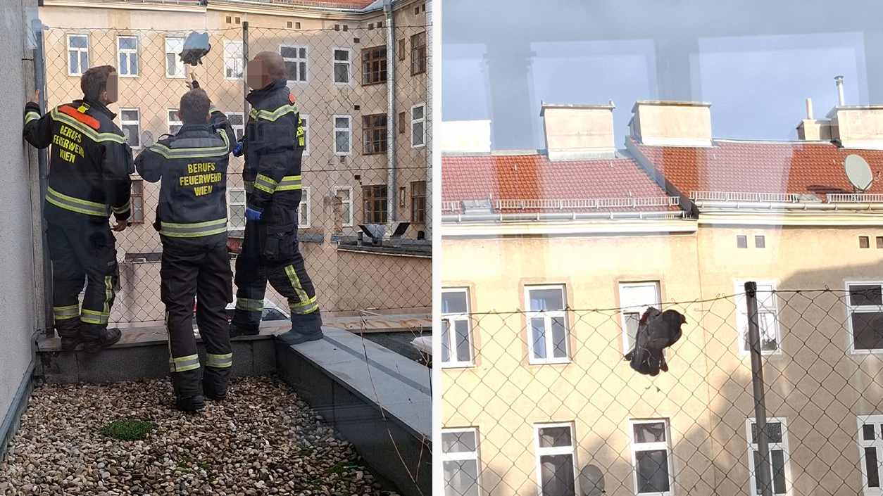Heute.at - Missliche Lage! Wiener Feuerwehr rettet Taube