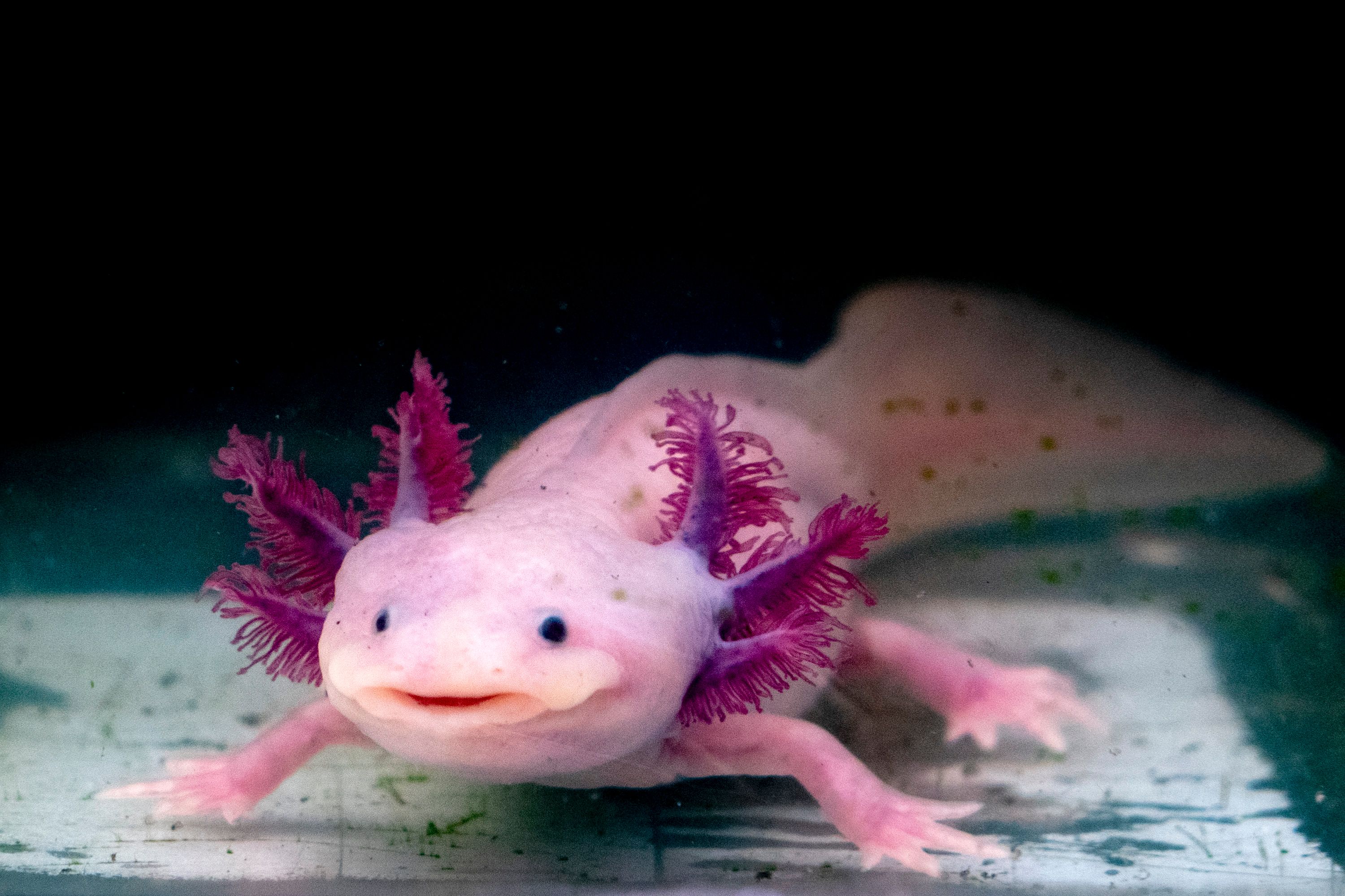Axolotl sind Amphibien, die Körperteile nachwachsen lassen können.