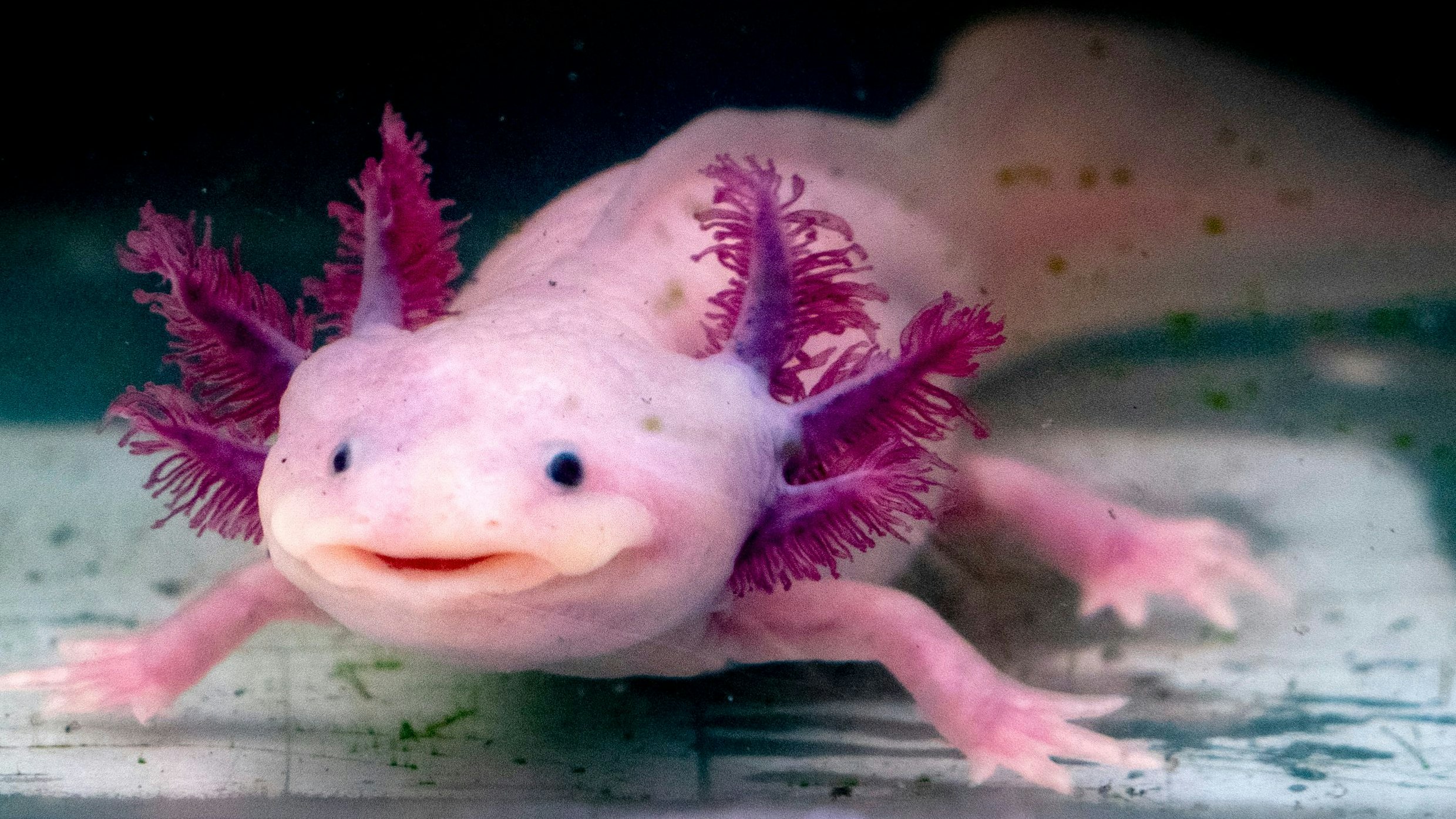 Heute.at - Mädchen liebt Axolotl, hinterlässt Forscher sprachlos