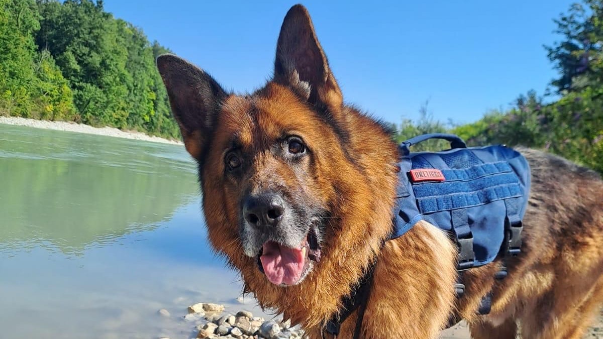 Die Pfotenhilfe nahm sich Enzo an – mittlerweile hat er auch sein ganzes Fell zurück.