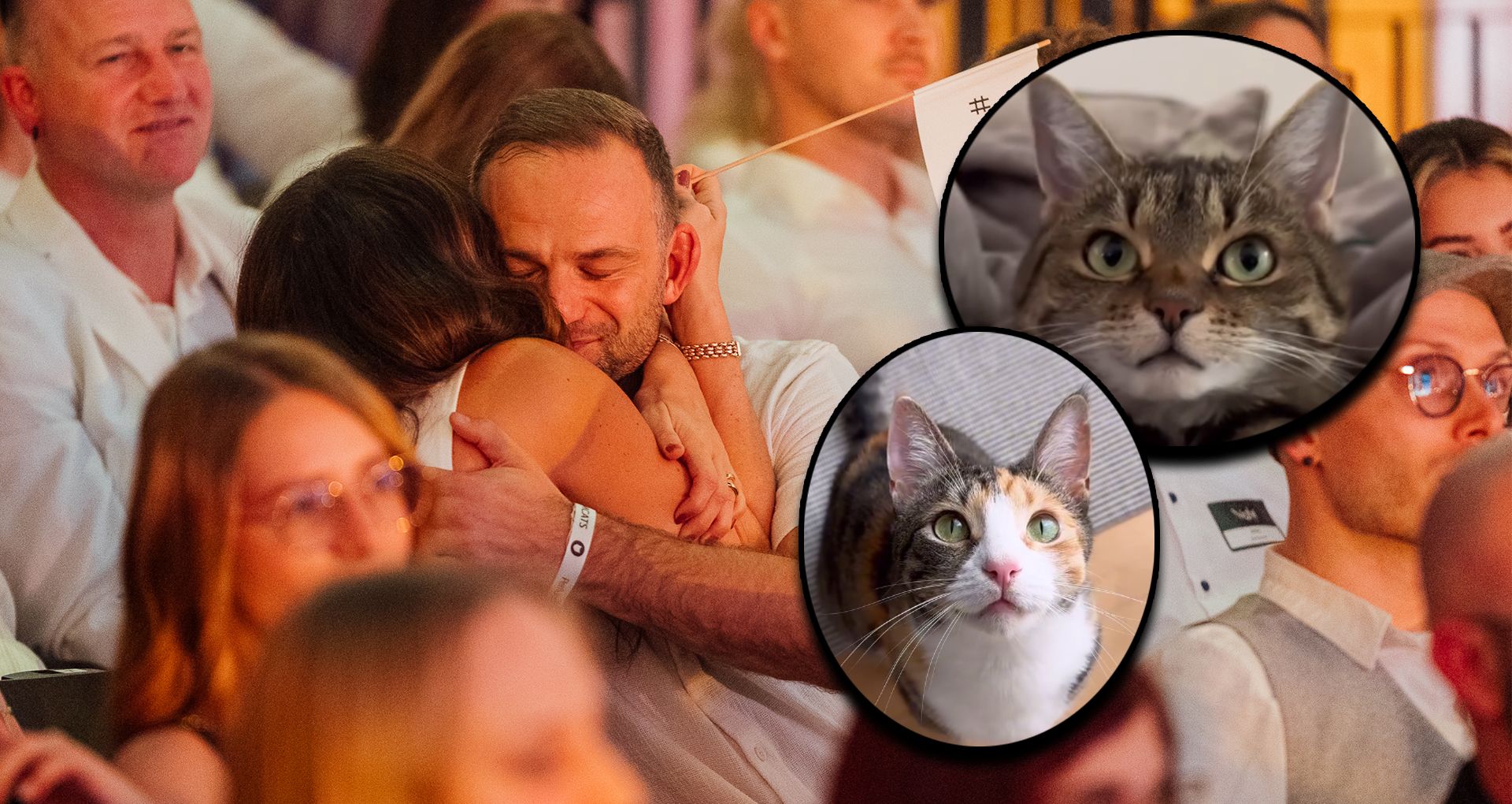 Heute.at - Wiener Katzenduo sticht deutsche Petfluencer aus