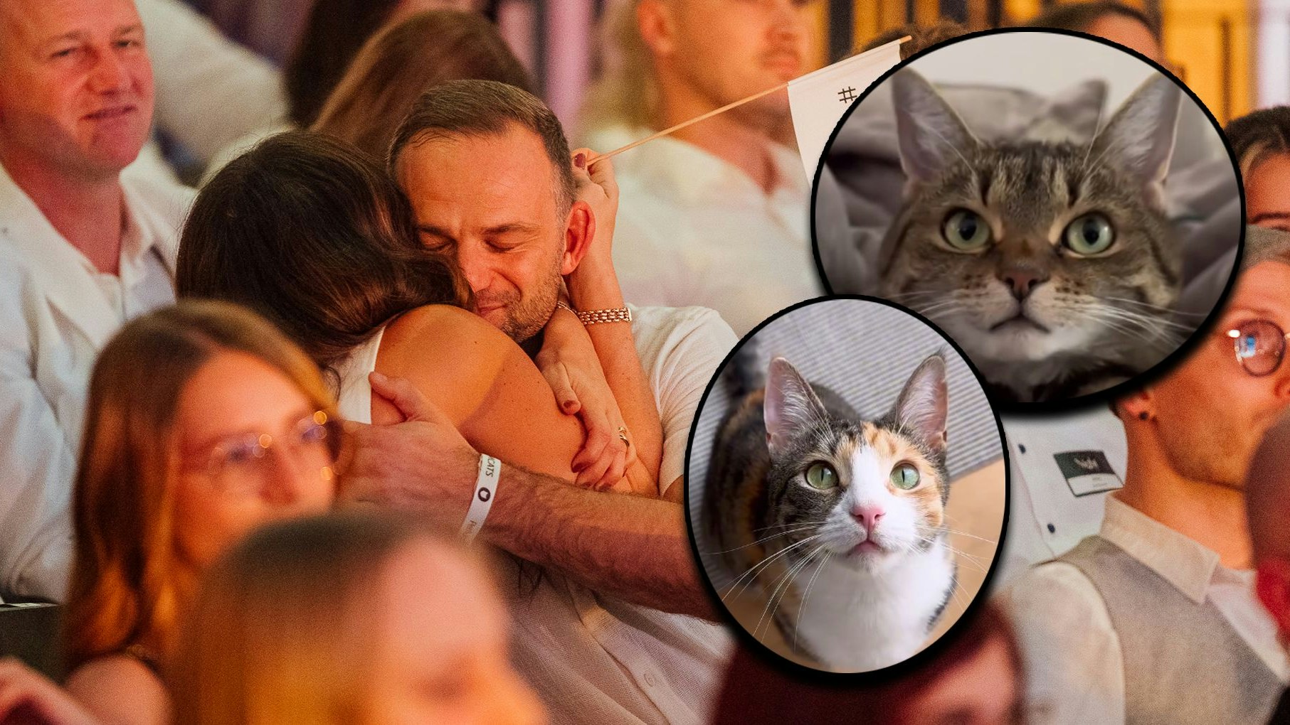 Heute.at - Wiener Katzenduo sticht deutsche Petfluencer aus