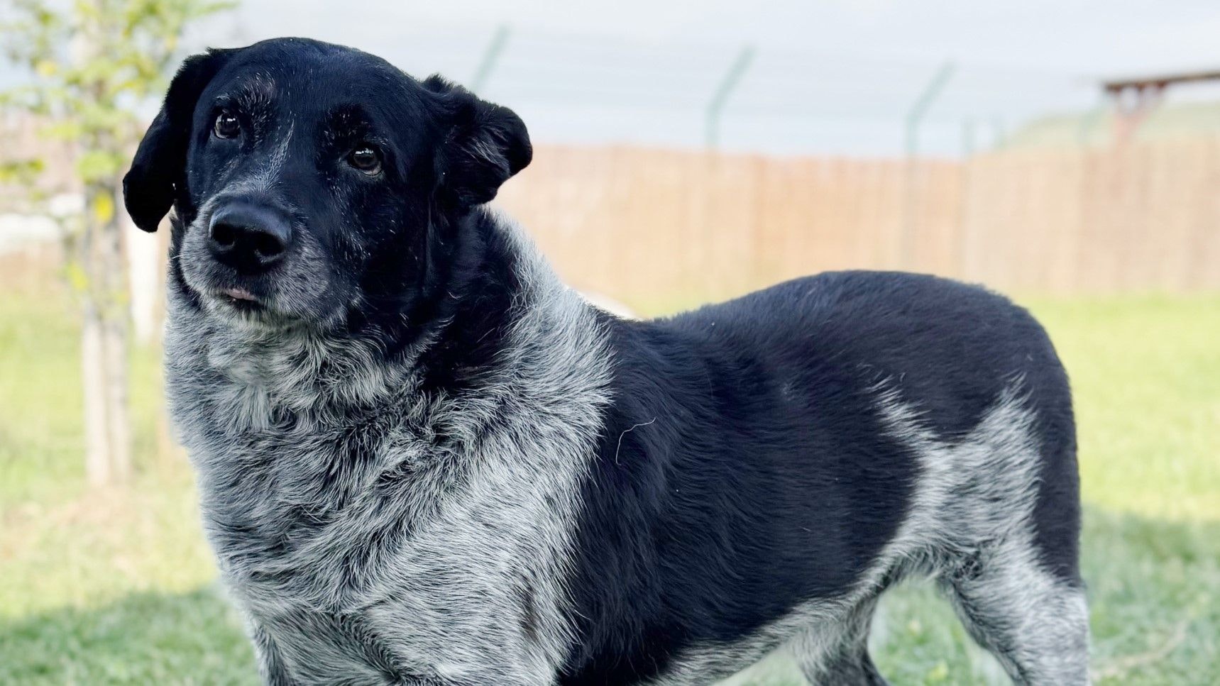 Heute.at - Hunde-Opa Flecki sucht ein neues Zuhause