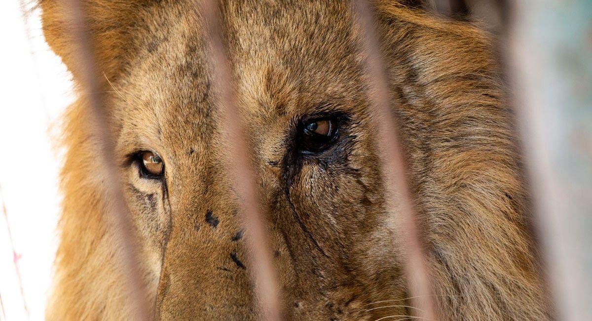 Heute.at - Von wegen König! Das ist der ärmste Löwe der Welt