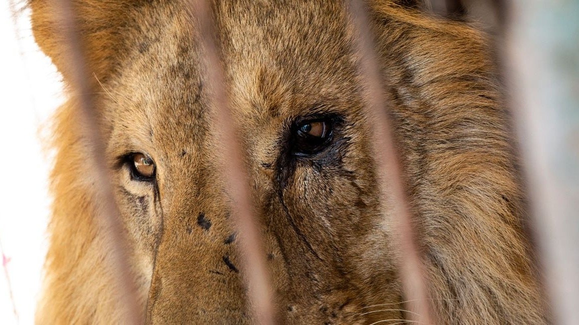 Heute.at - Von wegen König! Das ist der ärmste Löwe der Welt