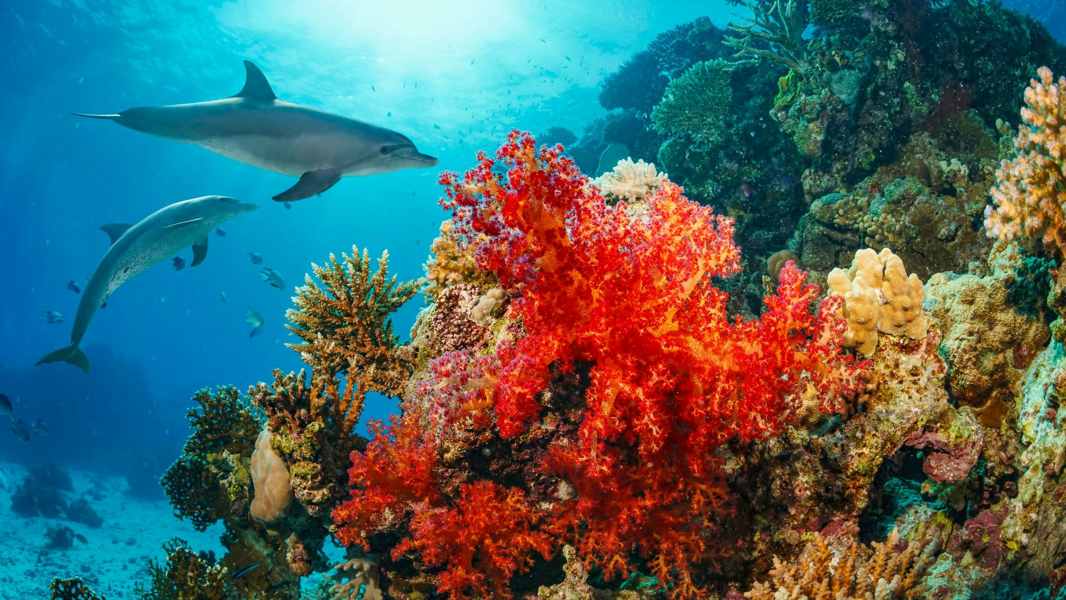 Heute.at - So g'scheit! Delfine nutzen Korallen als Beauty-Scrub