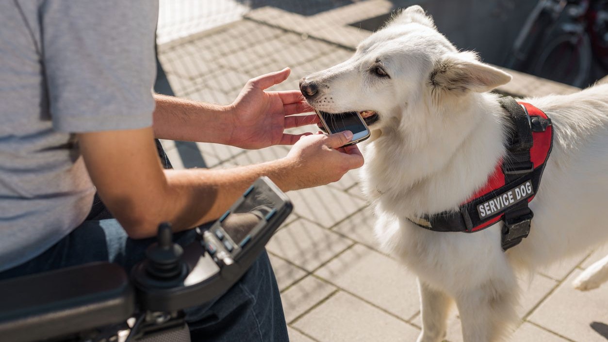 Heute.at - Erste Ehrung! So wichtig ist der Hund für den Menschen