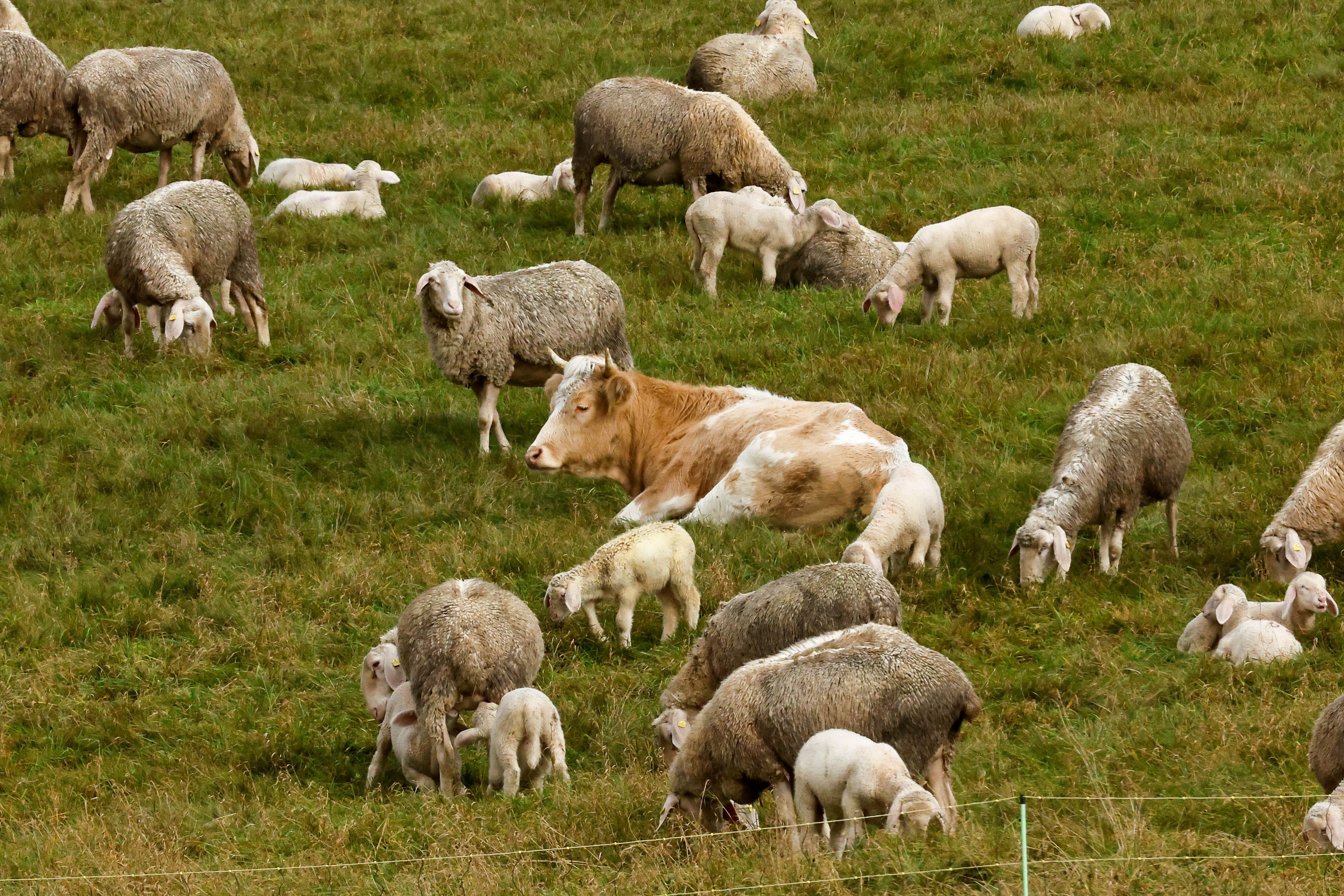 Hier fühlte sie sich nach zehn Wochen auf der Flucht endlich sicher: Kuh 