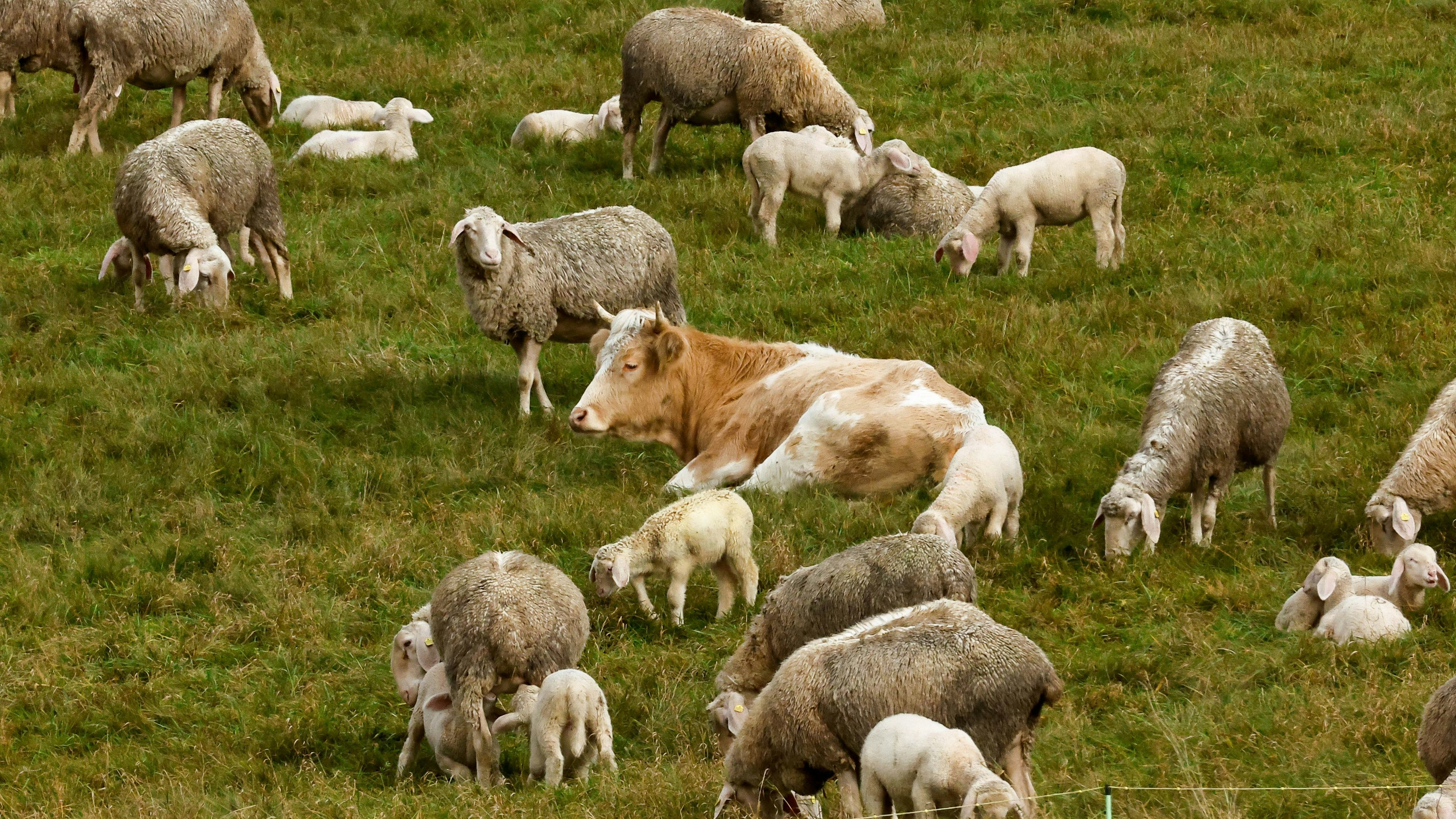 Heute.at - Kuh wollte nicht sterben – beschloss, ein Schaf zu sein