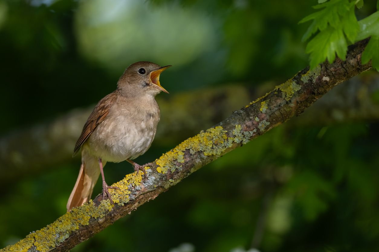 Heute.at - Wäre ein Wald ohne Vögel nicht total gruselig?