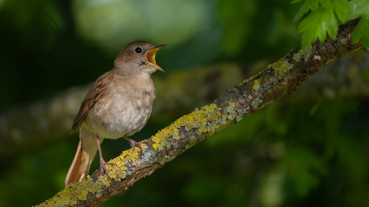 Heute.at - Wäre ein Wald ohne Vögel nicht total gruselig?