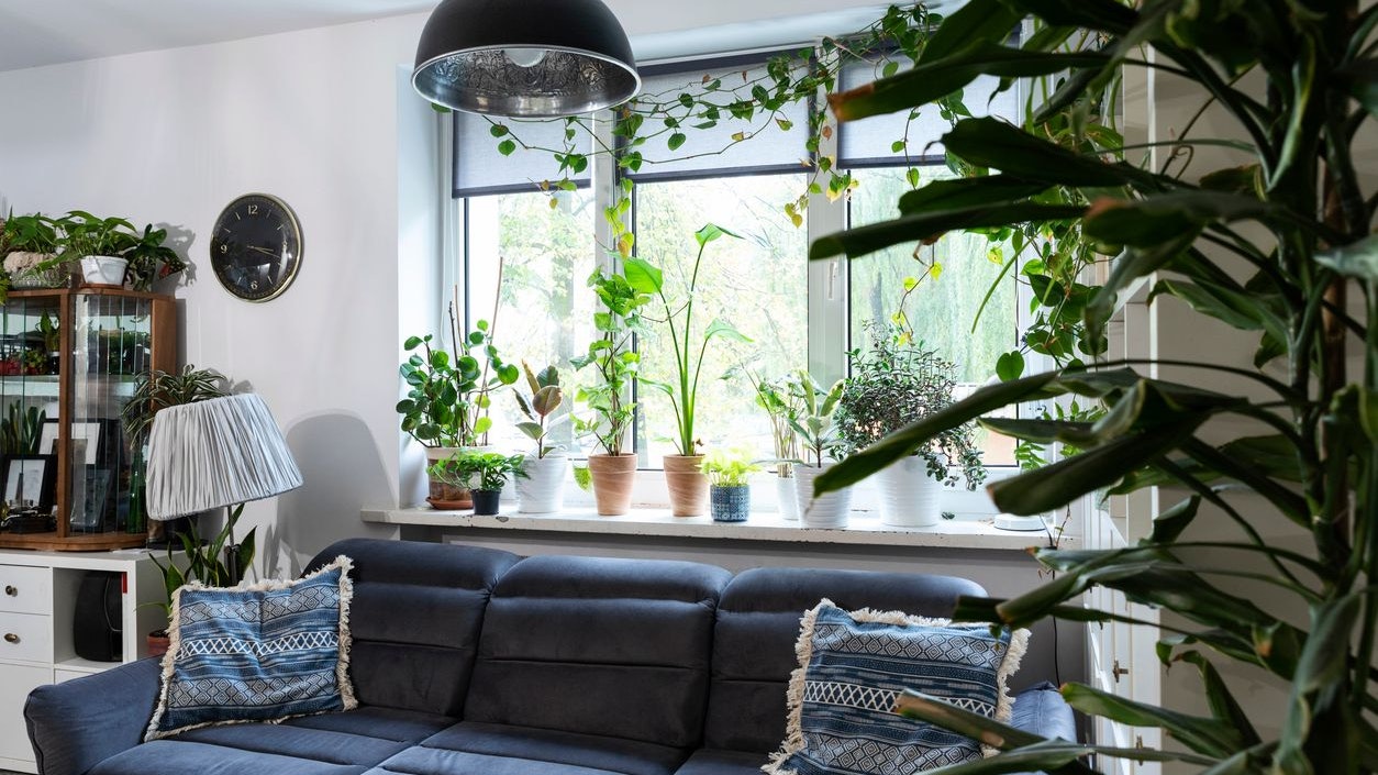 Heute.at - Ab dieser Zahl hast du zu viele Zimmerpflanzen im Raum