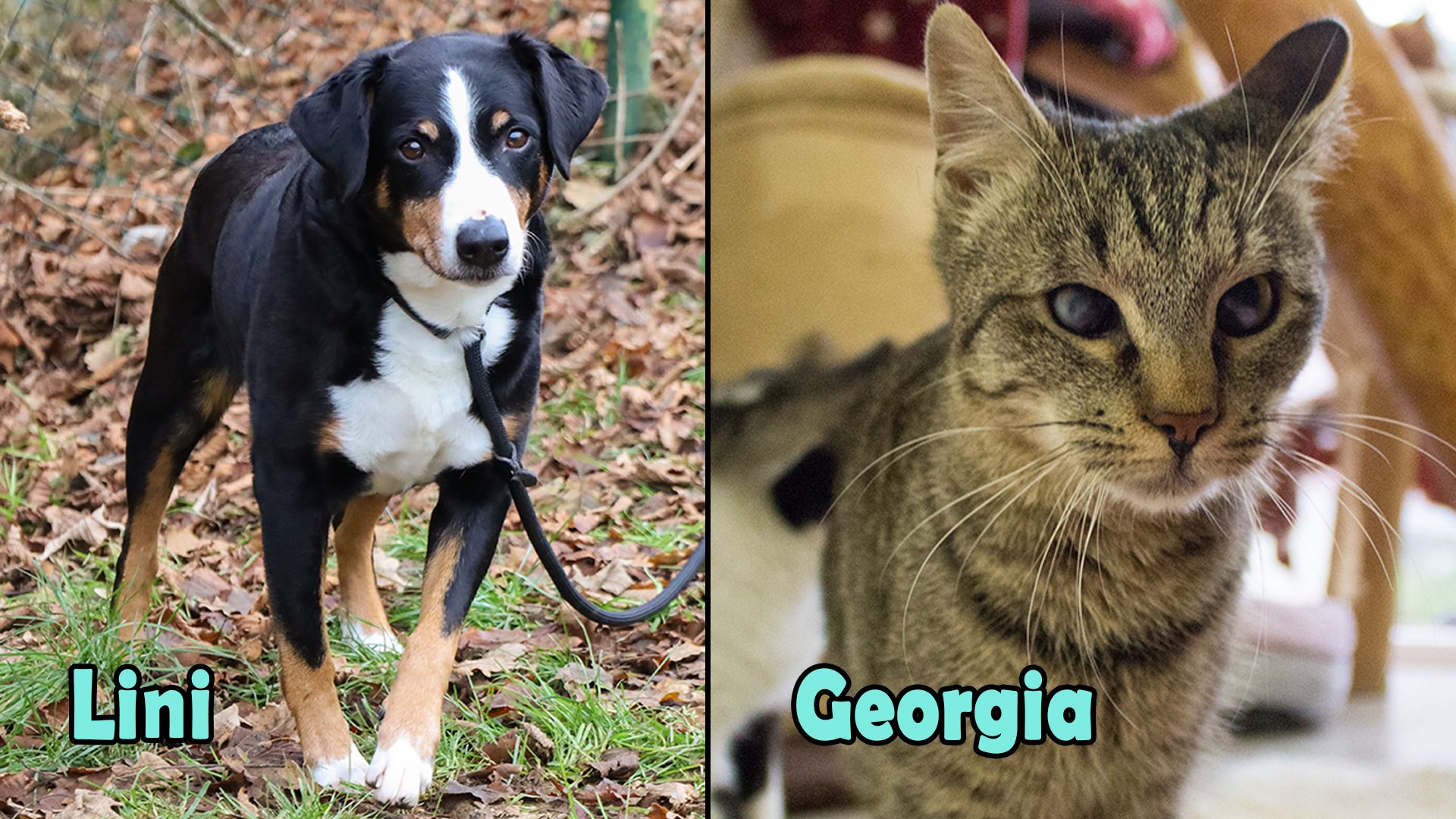 Heute.at - TIKO Kärnten: Schützlinge der Kalenderwoche 46