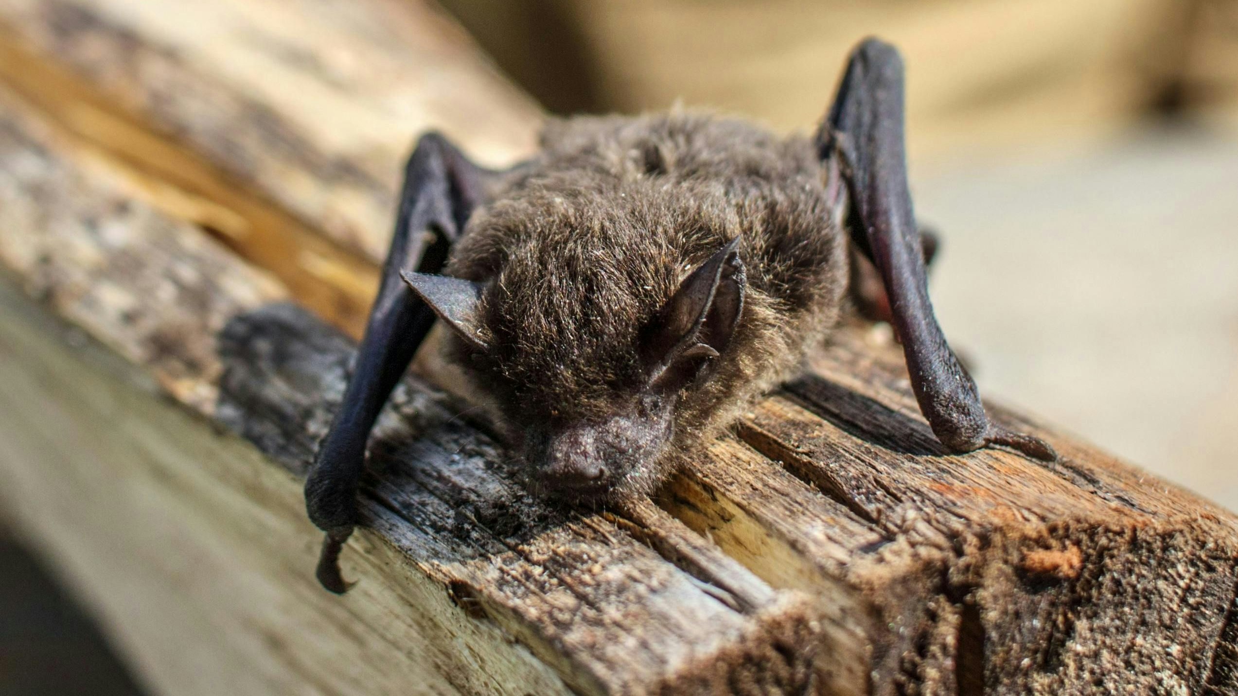 Heute.at - Auch ein Dark Knight braucht einmal Hilfe