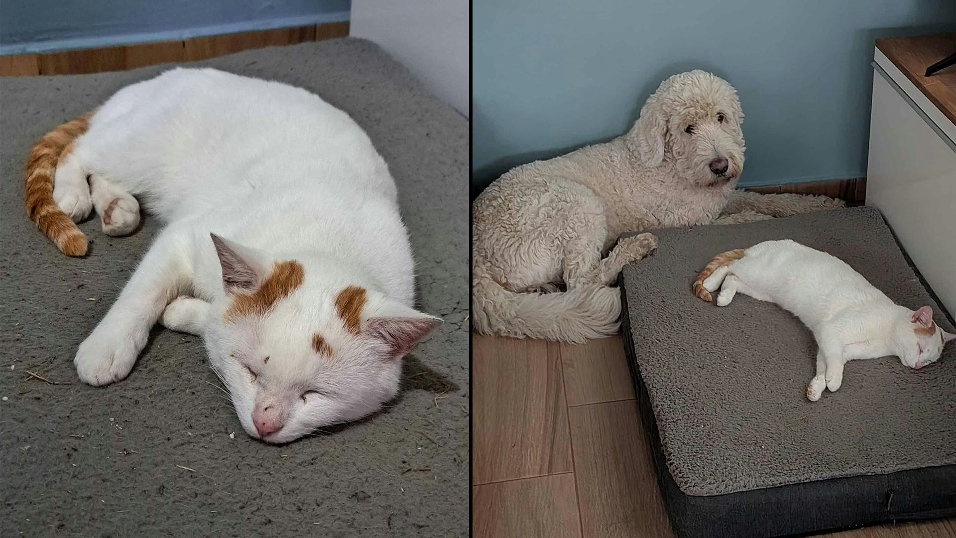 Heute.at - Mit Kater Spot hatte wirklich niemand mehr gerechnet