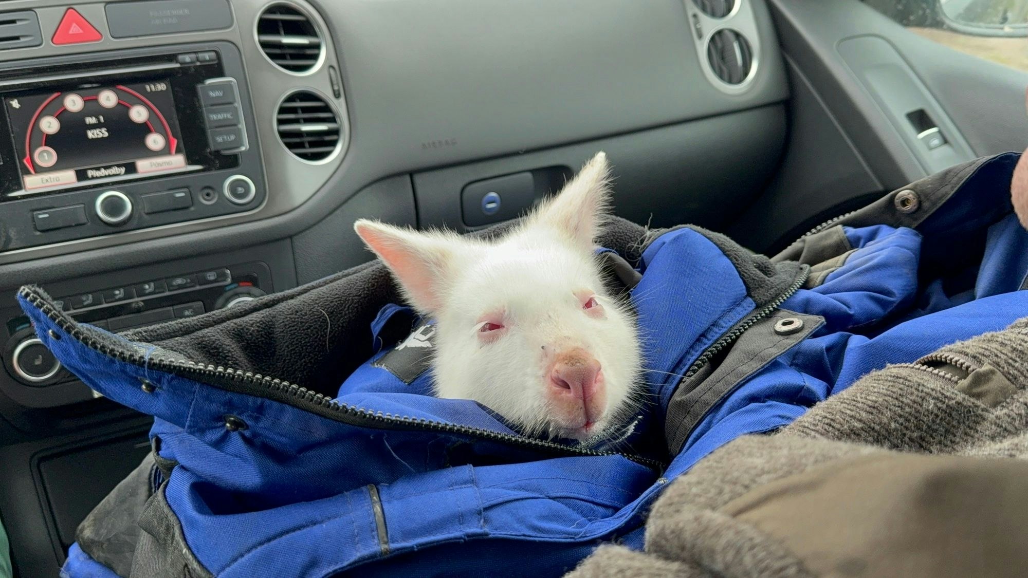 Heute.at - Happy End! Verschwundenes Känguru-Baby wieder da