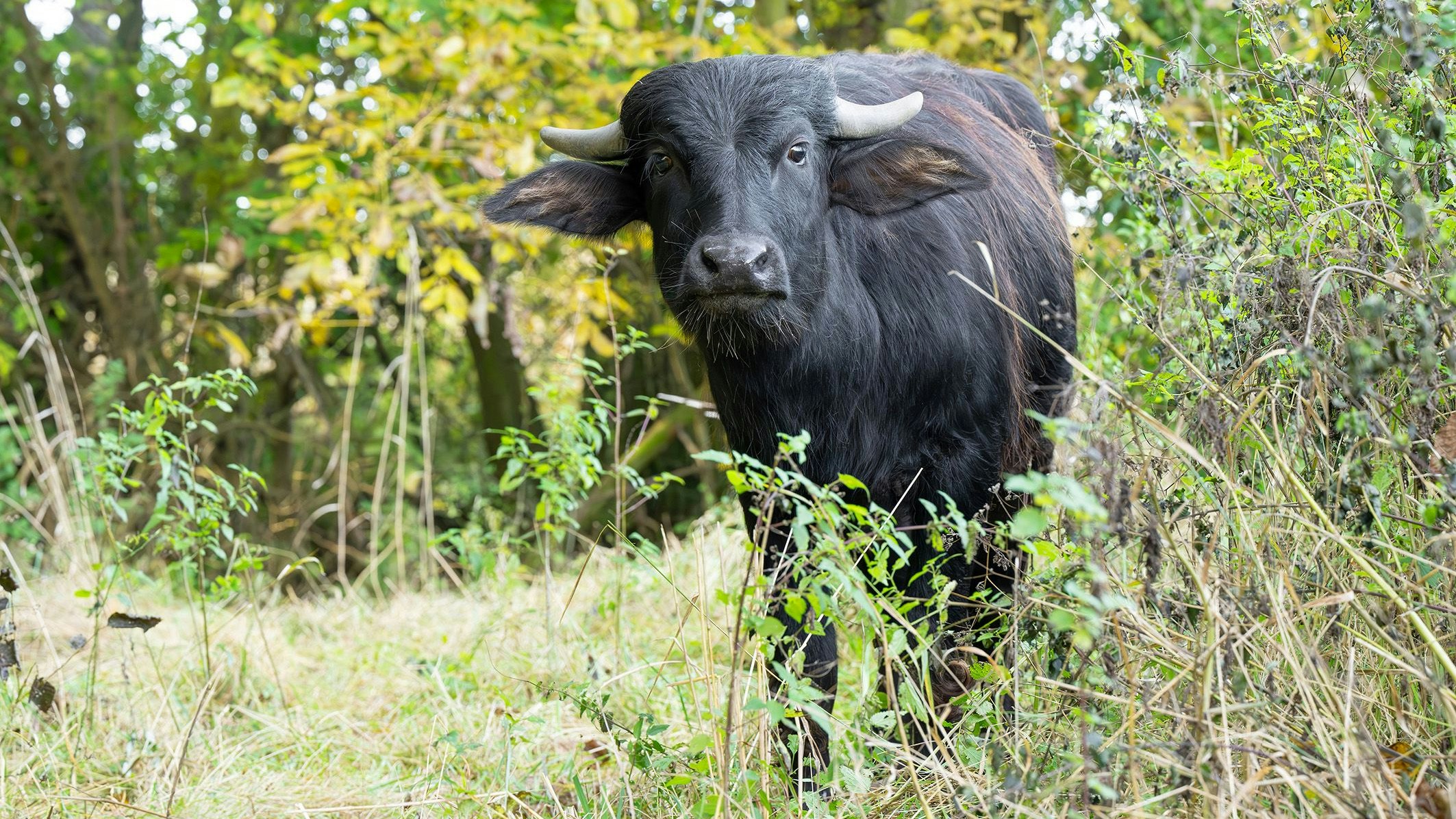 Die Büffel übersiedelten bereits Ende September.