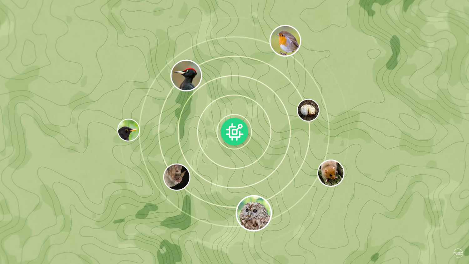 Die Geräte von Hula Earth erkennen nicht nur Motorsägenlärm, sie identifizieren mit Hilfe von KI auch zahlreiche Vogel- und andere Tierarten.