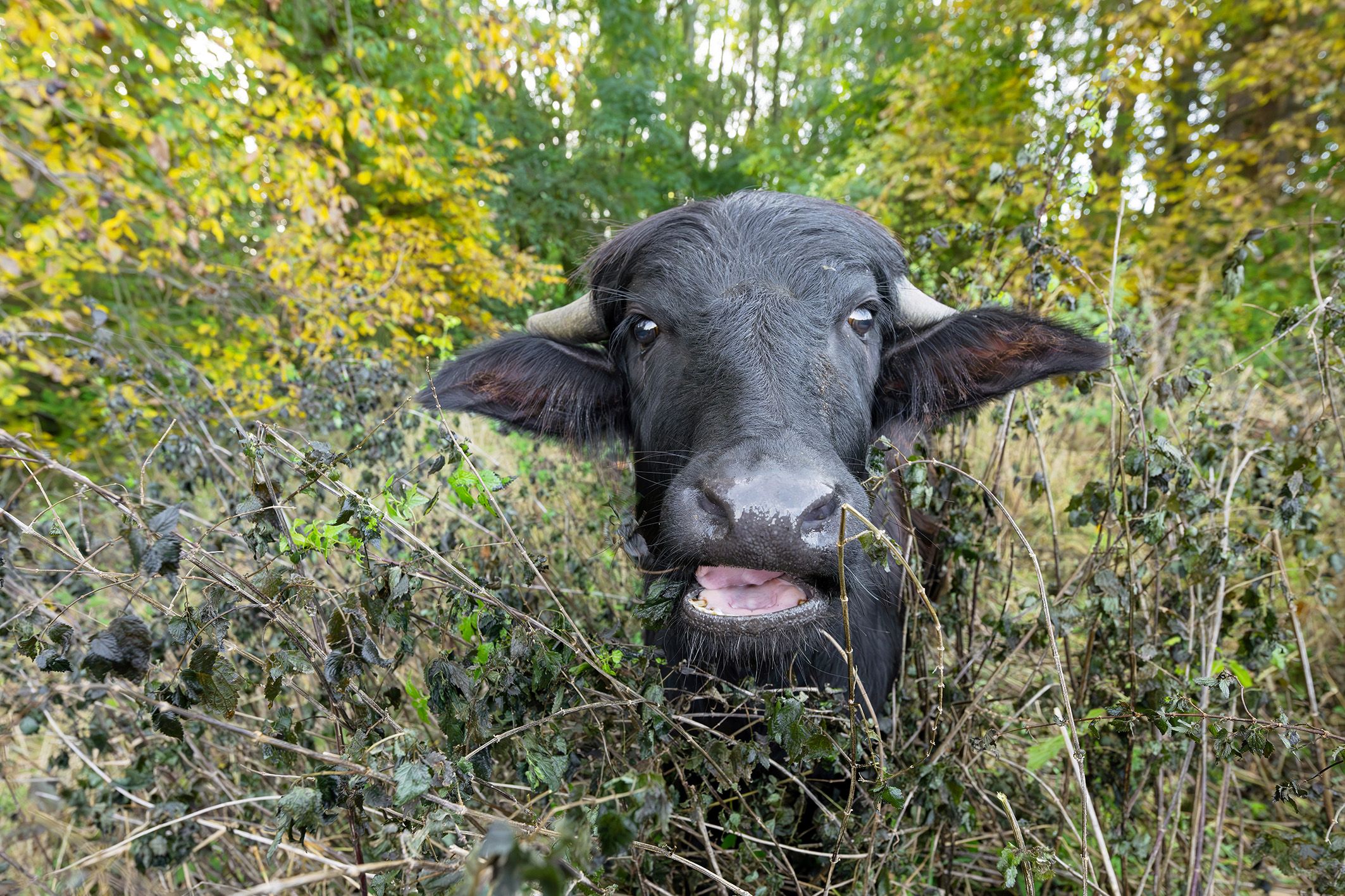 Heute.at - Leihgabe aus Schönbrunn schmaust sich durch den Park